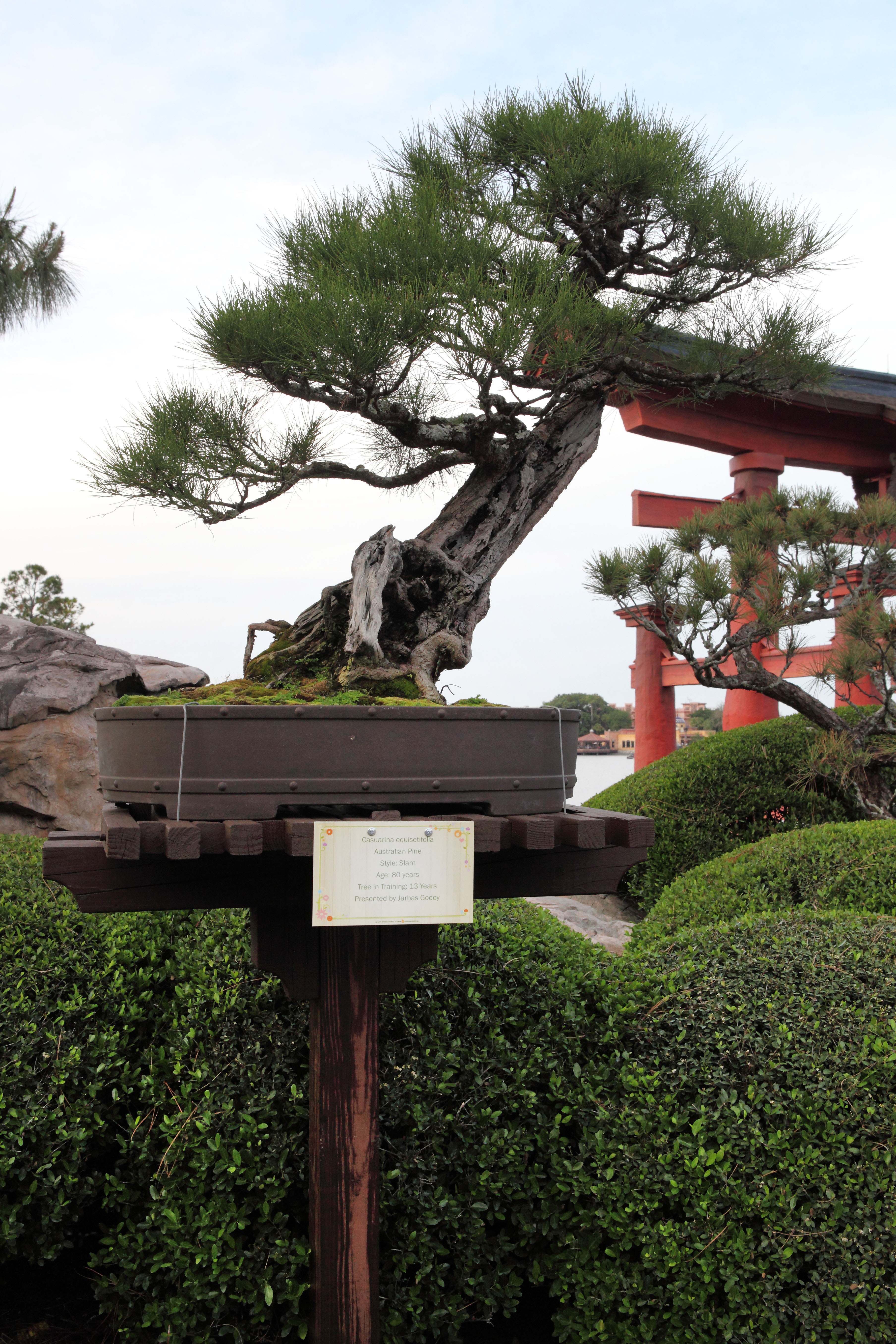 Australian Pine Slanting Bonsai
