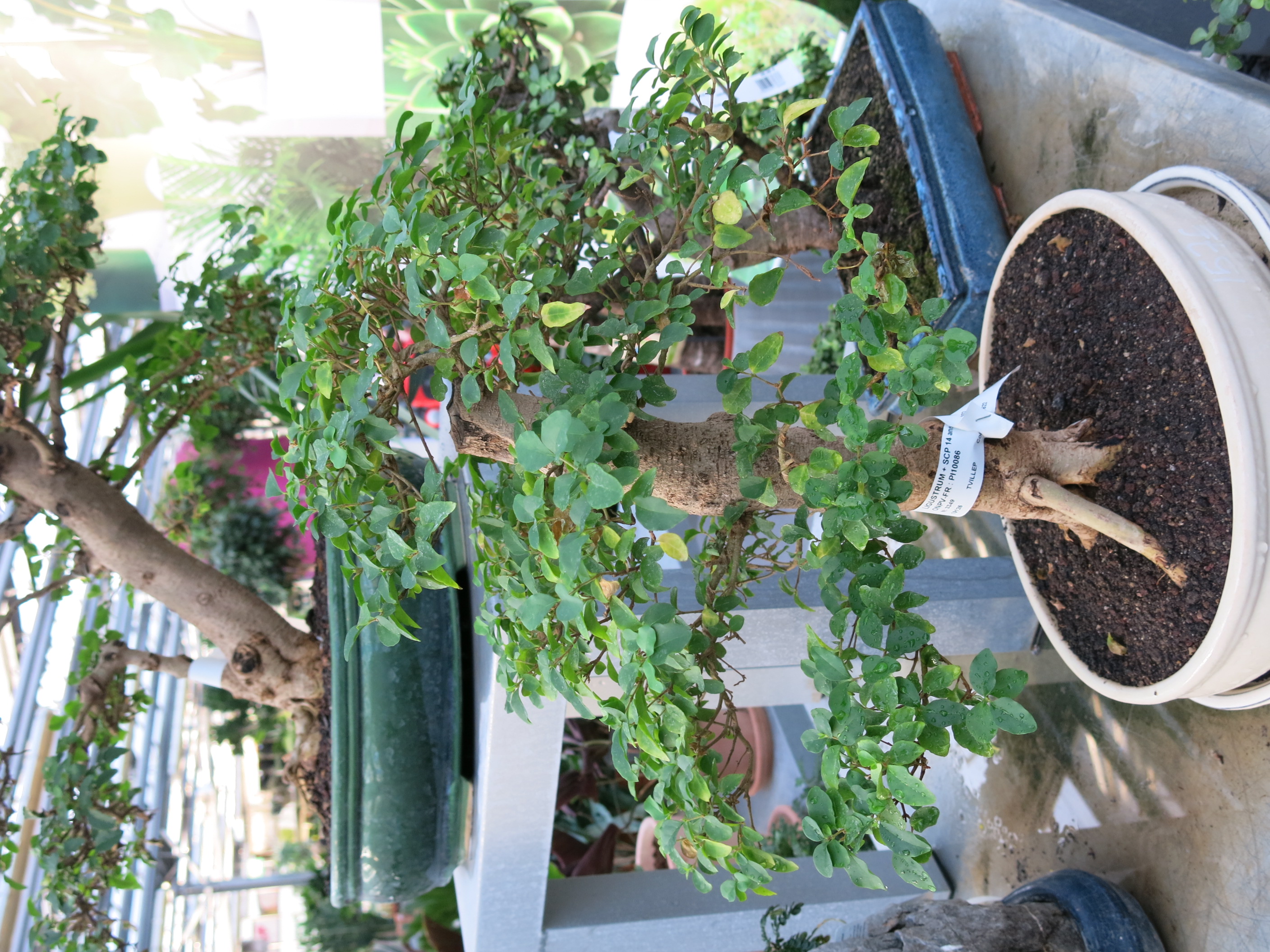 Informal Upright Ligustrum Bonsai
