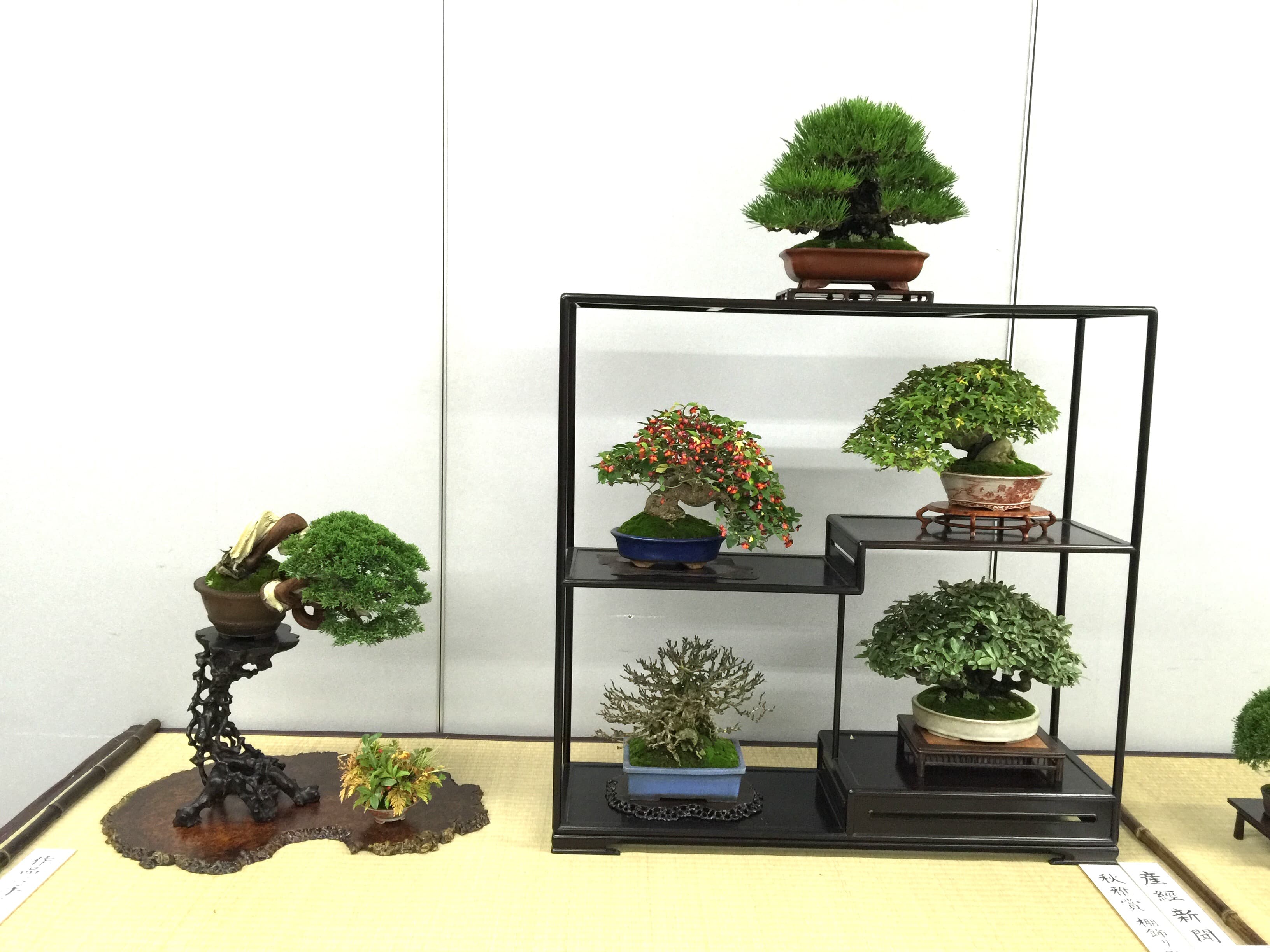 Juniper Semi-Cascade Bonsai with Jin