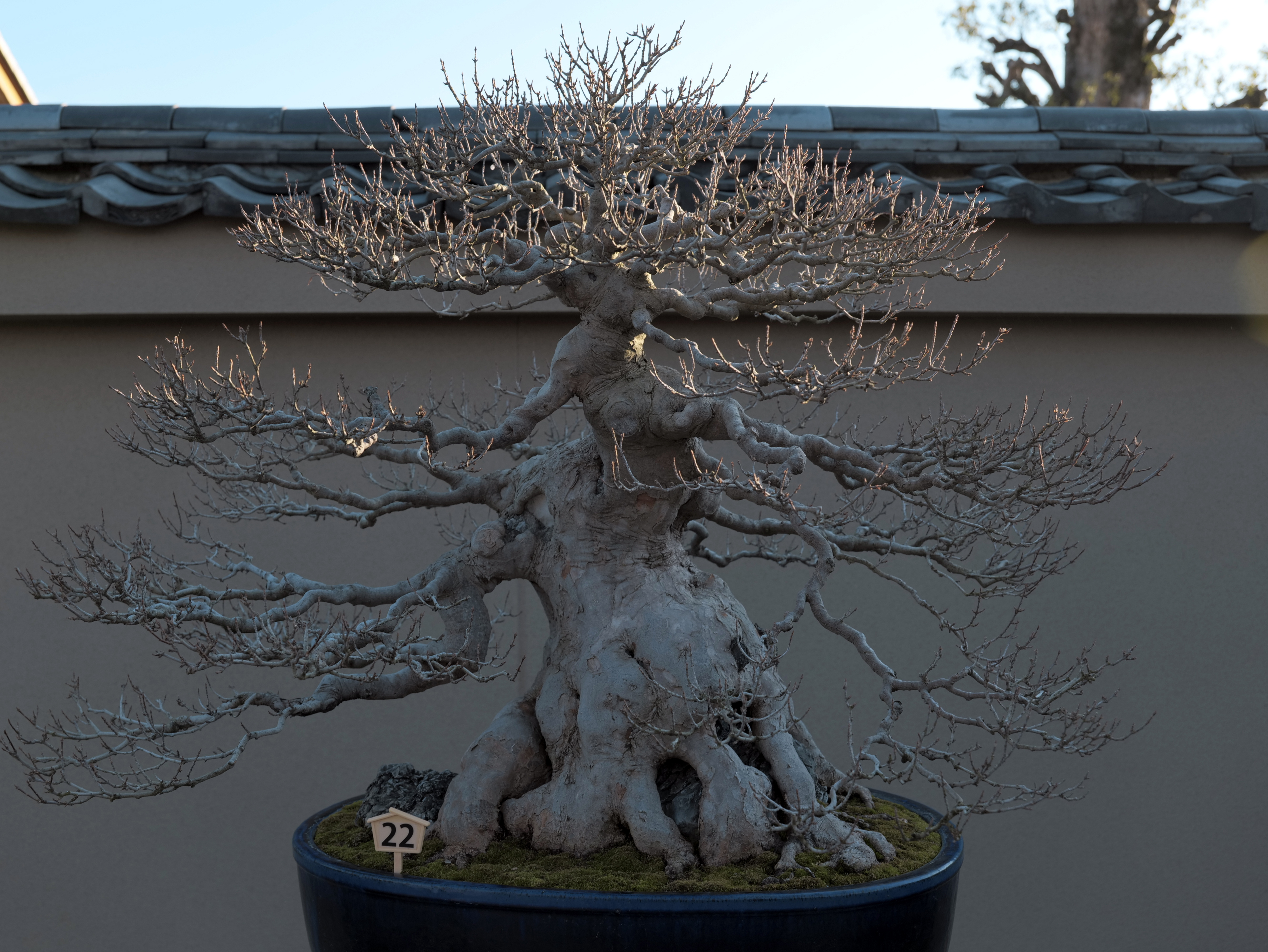 Aged Japanese Maple Bonsai