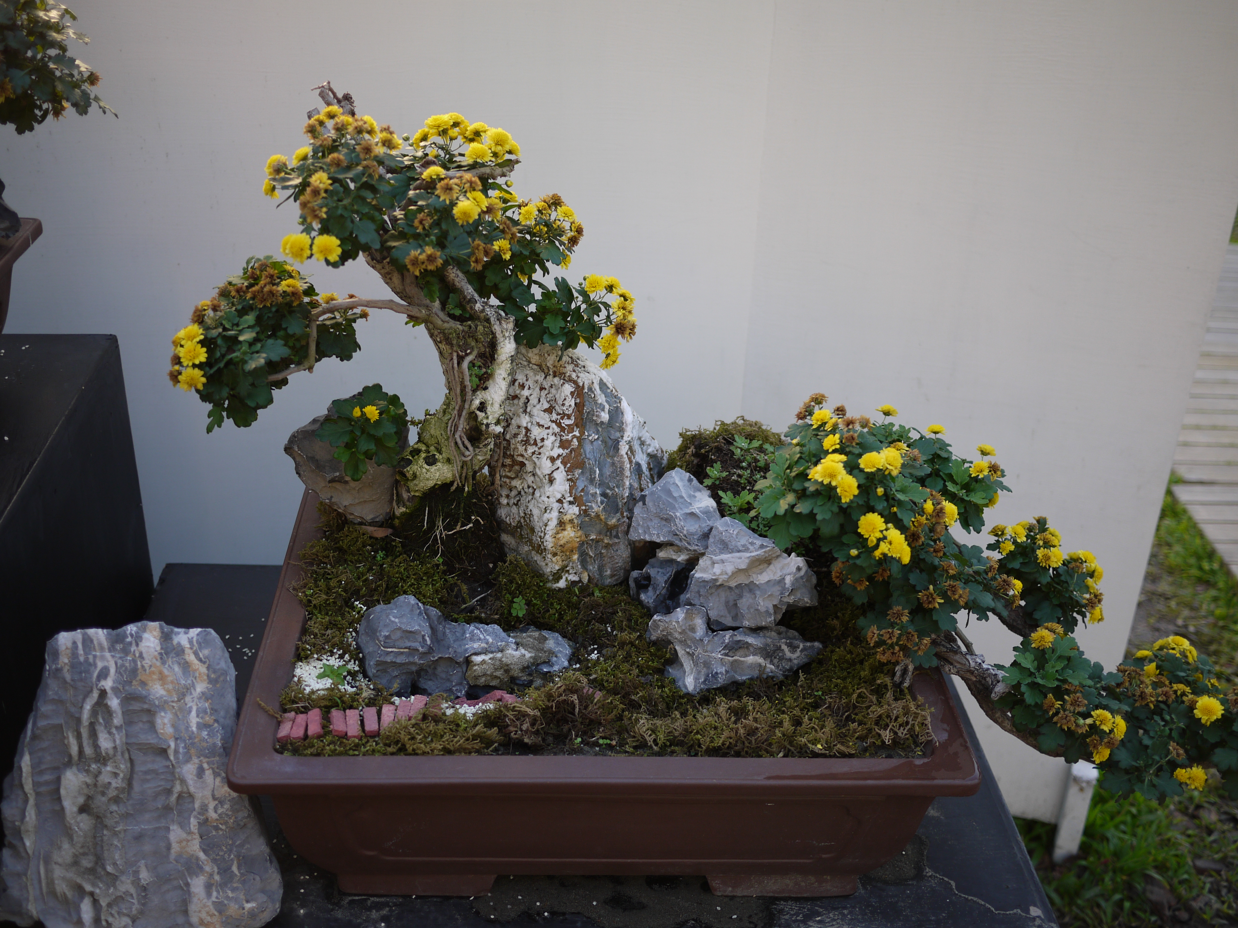 Chrysanthemum Rock Planting Bonsai