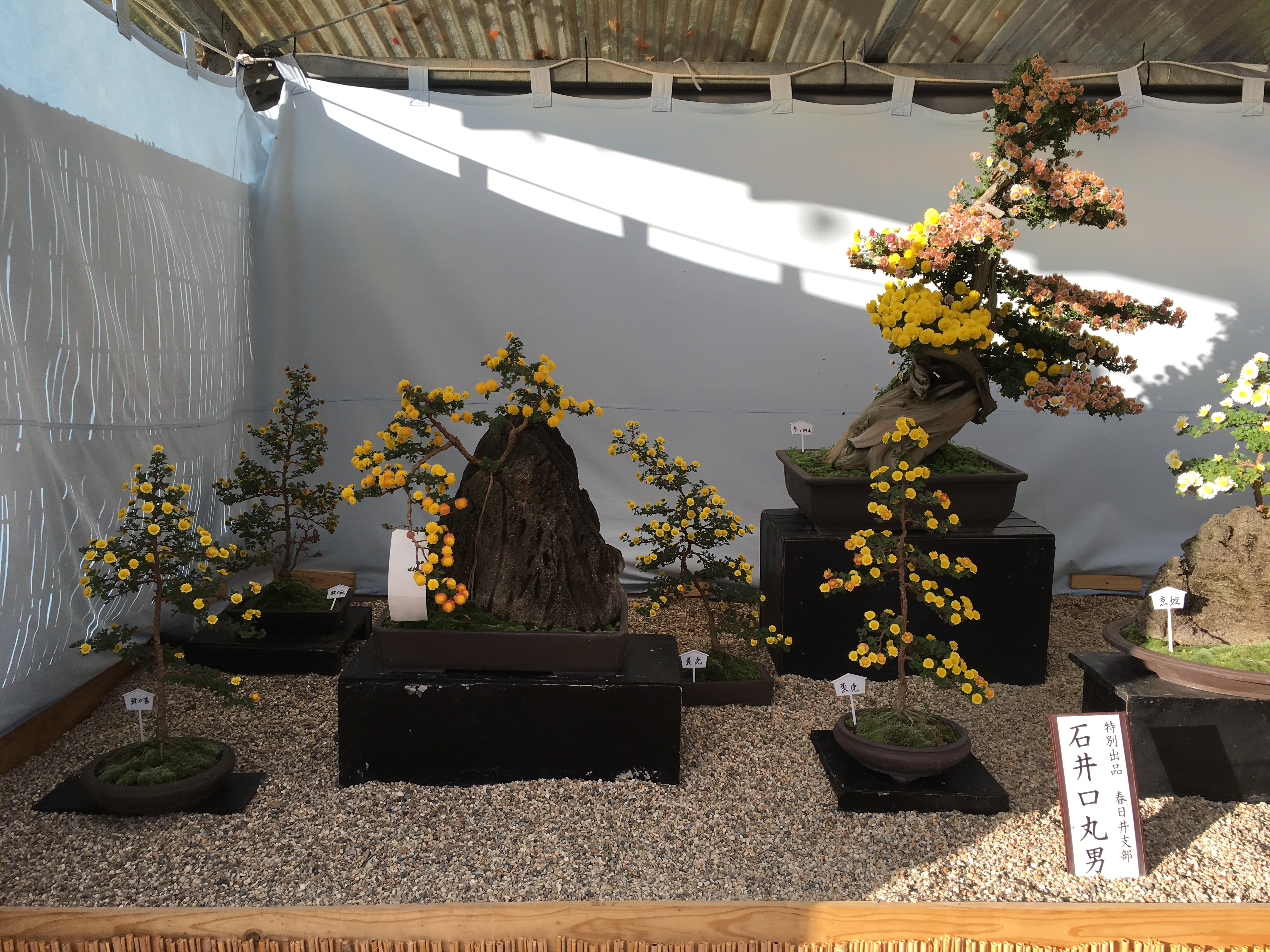 Multi-colored Chrysanthemum Bonsai with Deadwood