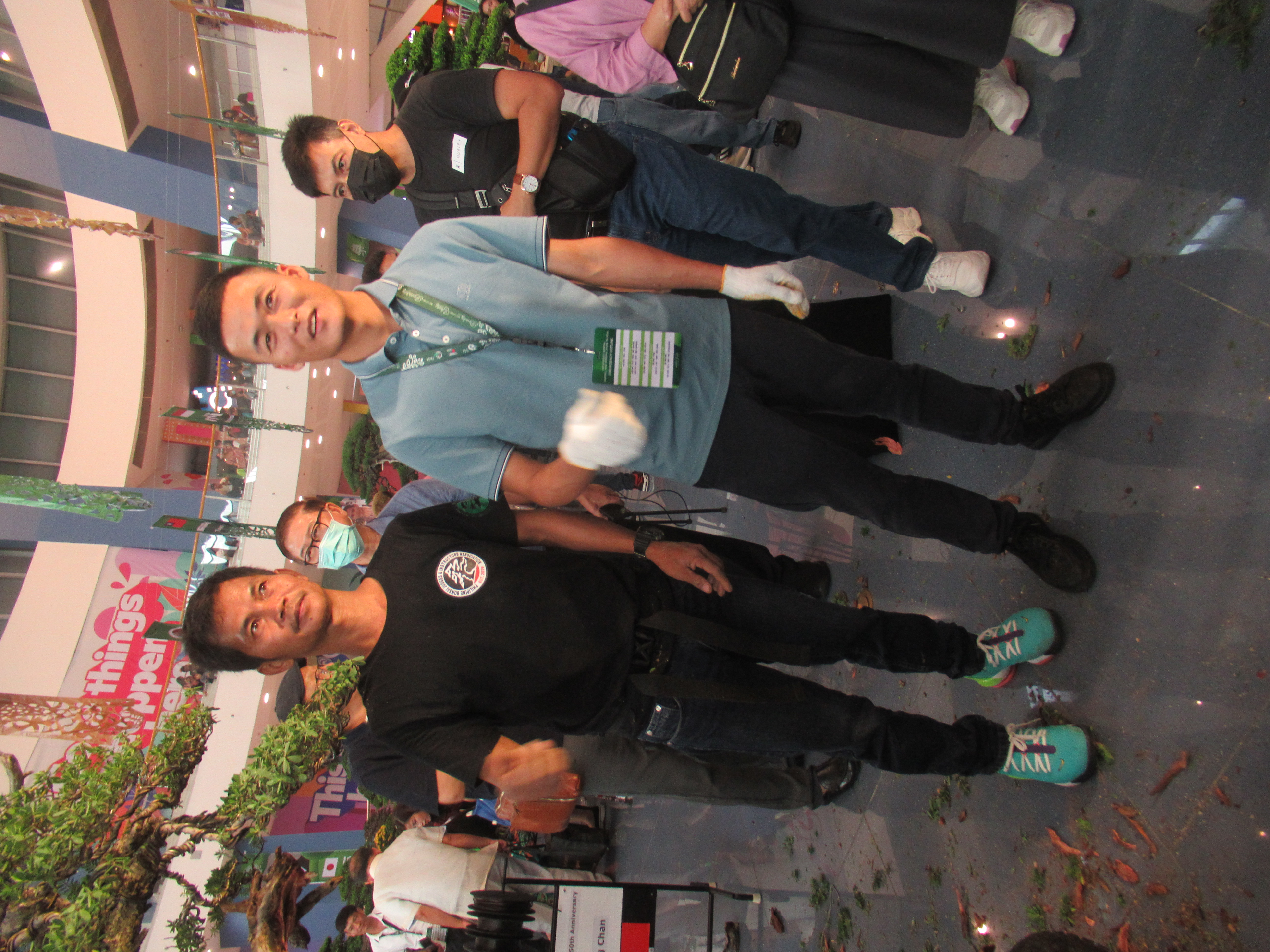 Large Exhibition Ficus Bonsai