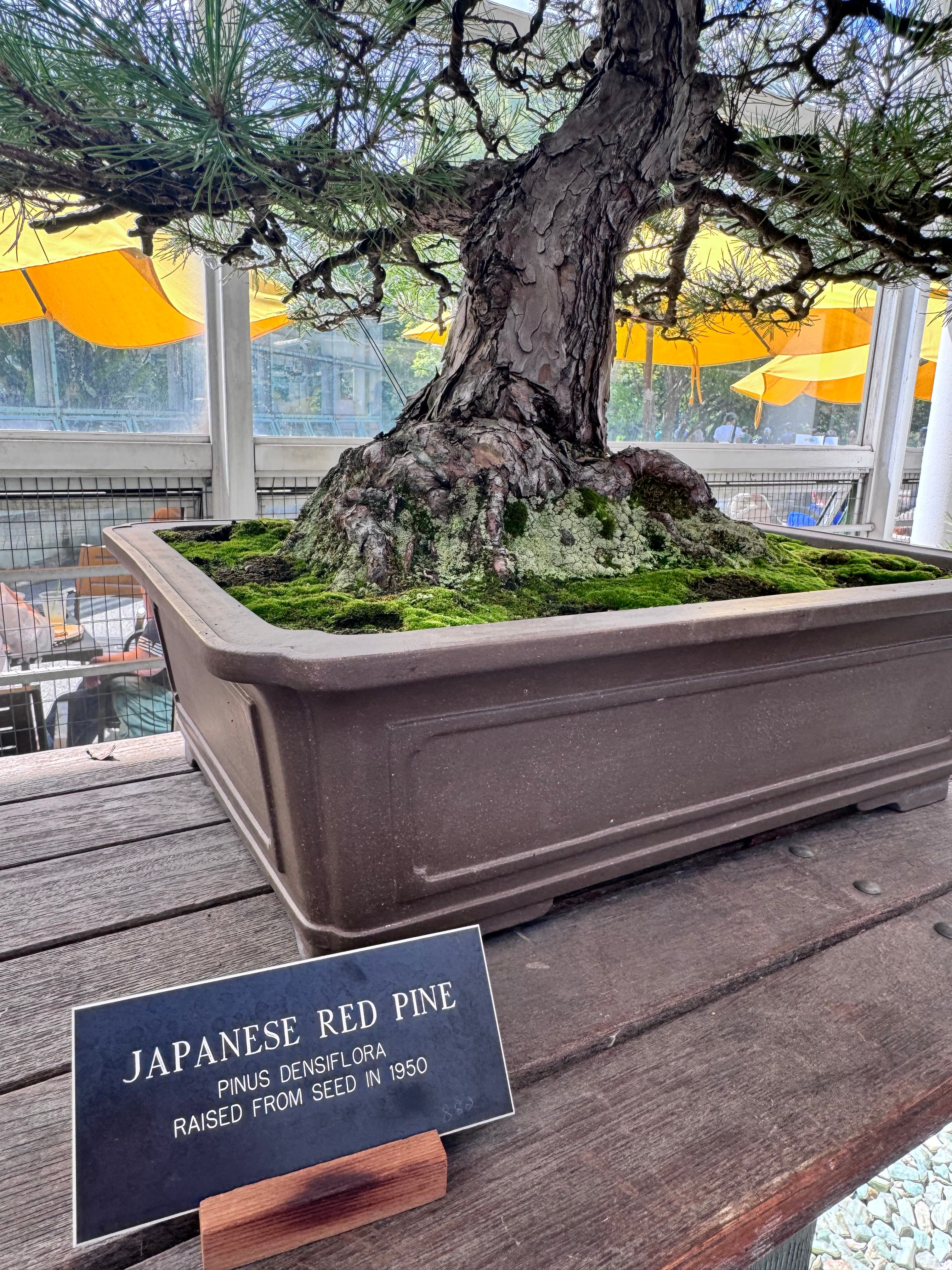 Japanese Red Pine Bonsai