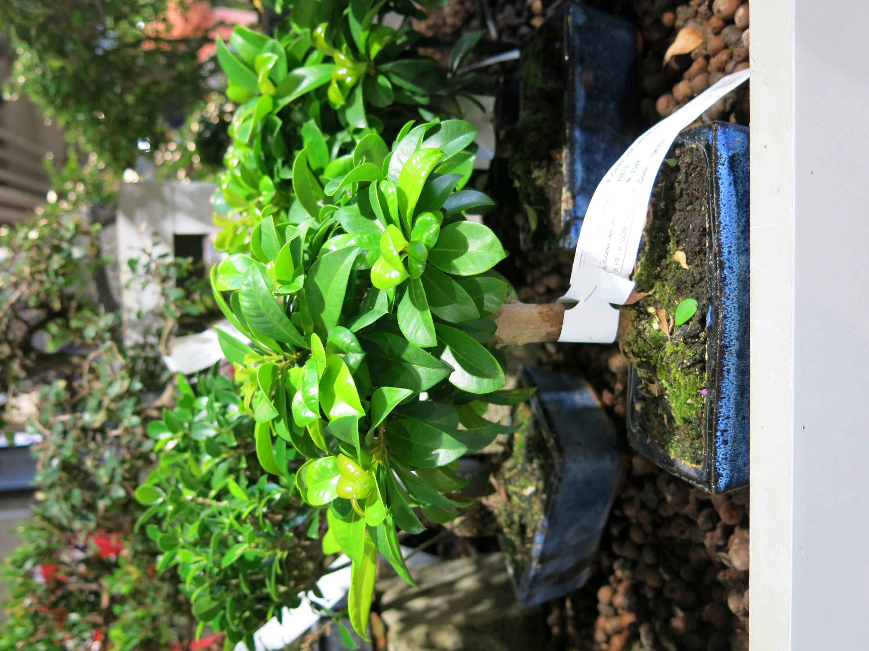 Surinam Cherry Bonsai