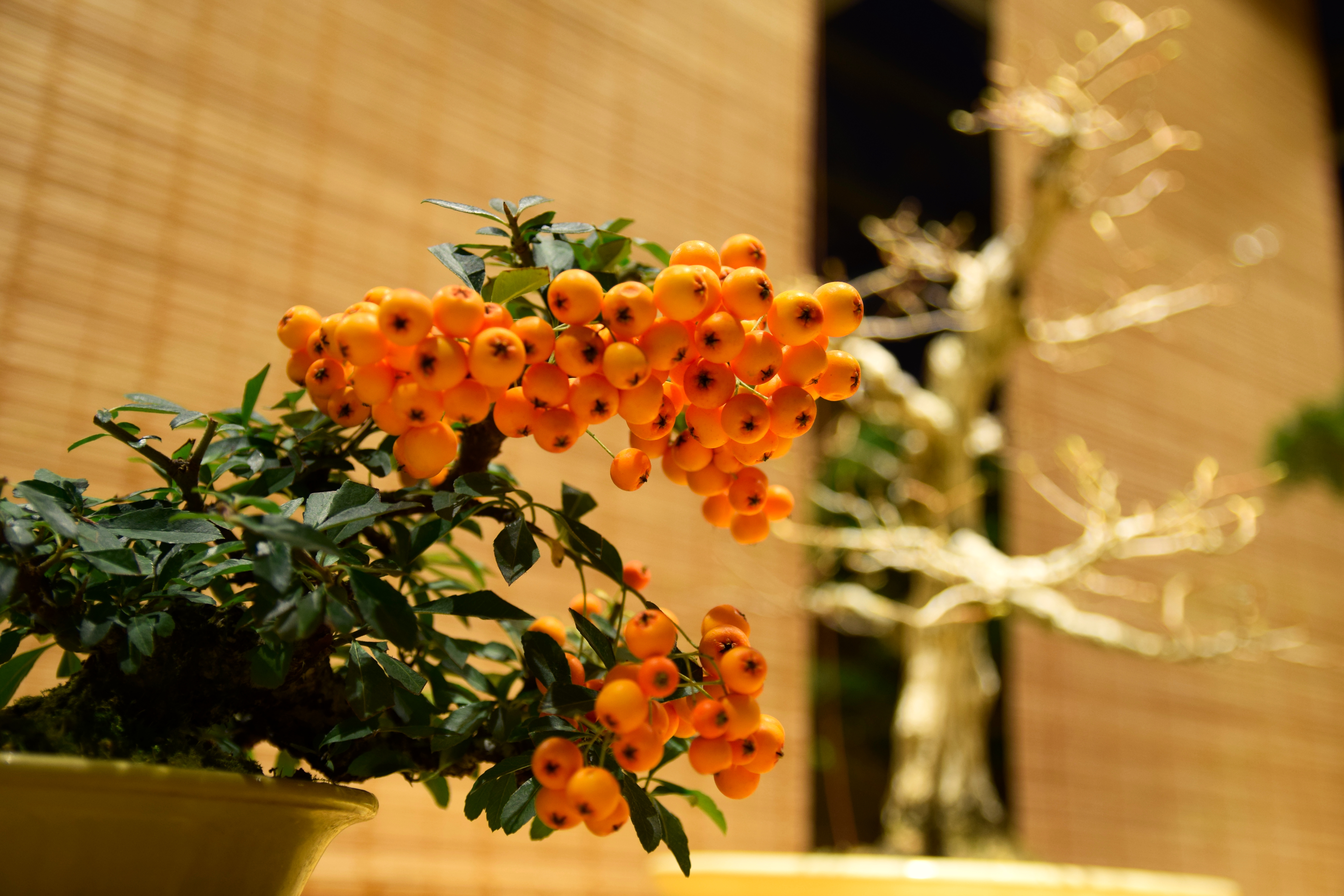 Firethorn Bonsai with Orange Berries