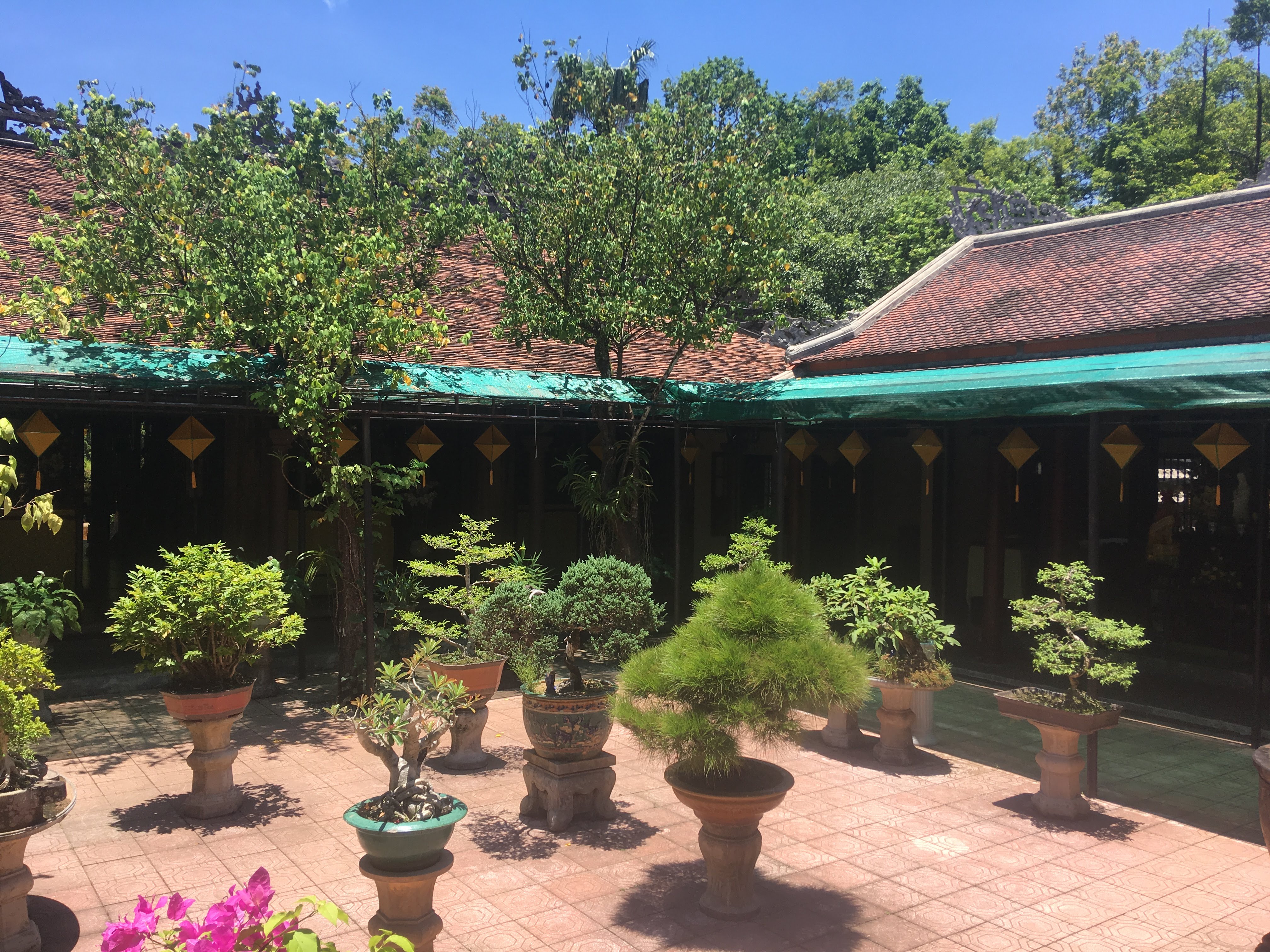 Large Japanese Black Pine Bonsai