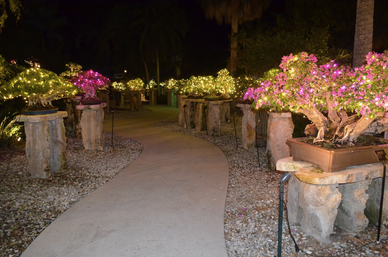 Bougainvillea Bonsai
