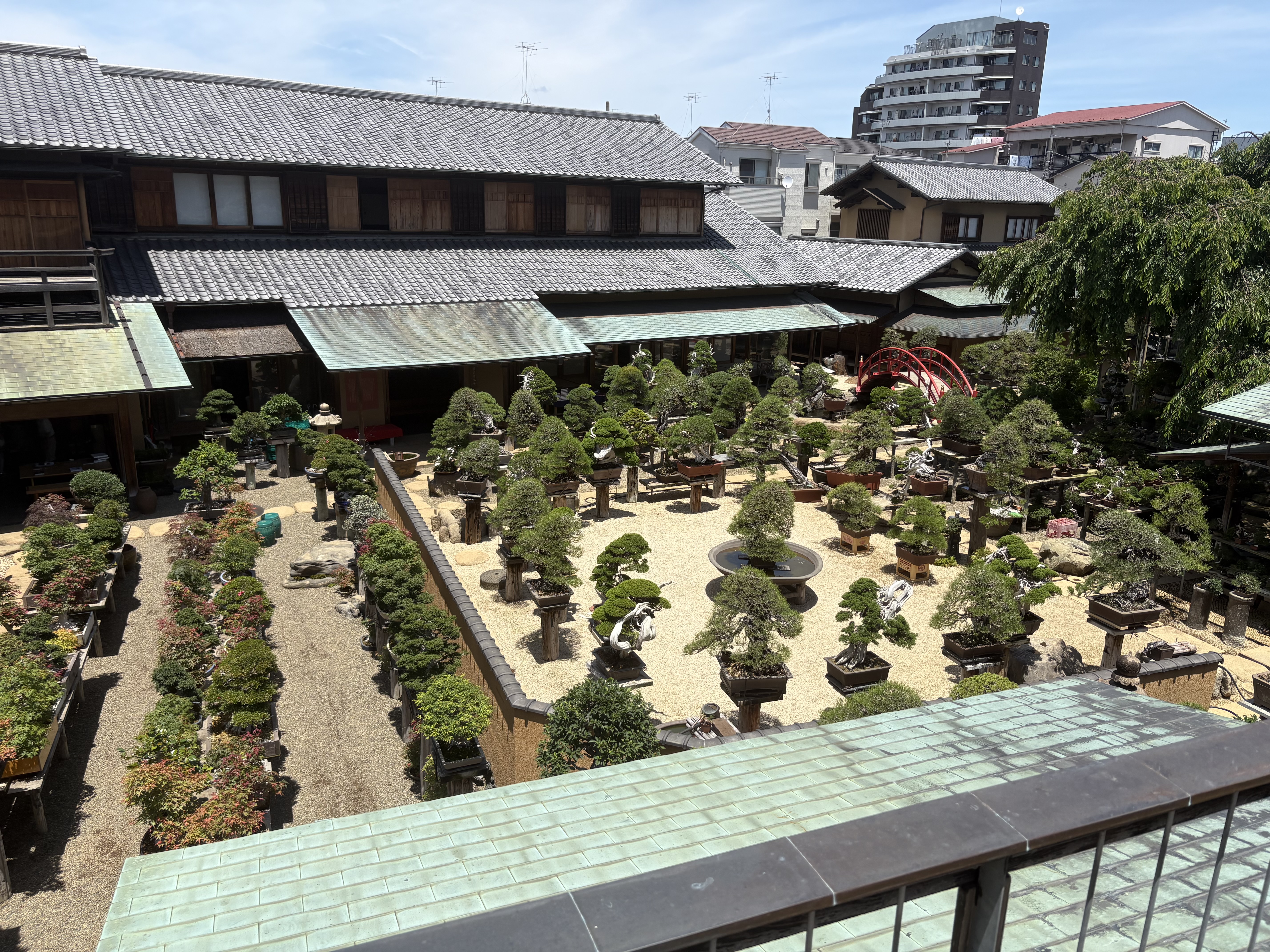 Shunkaen Courtyard Conifer Bonsai