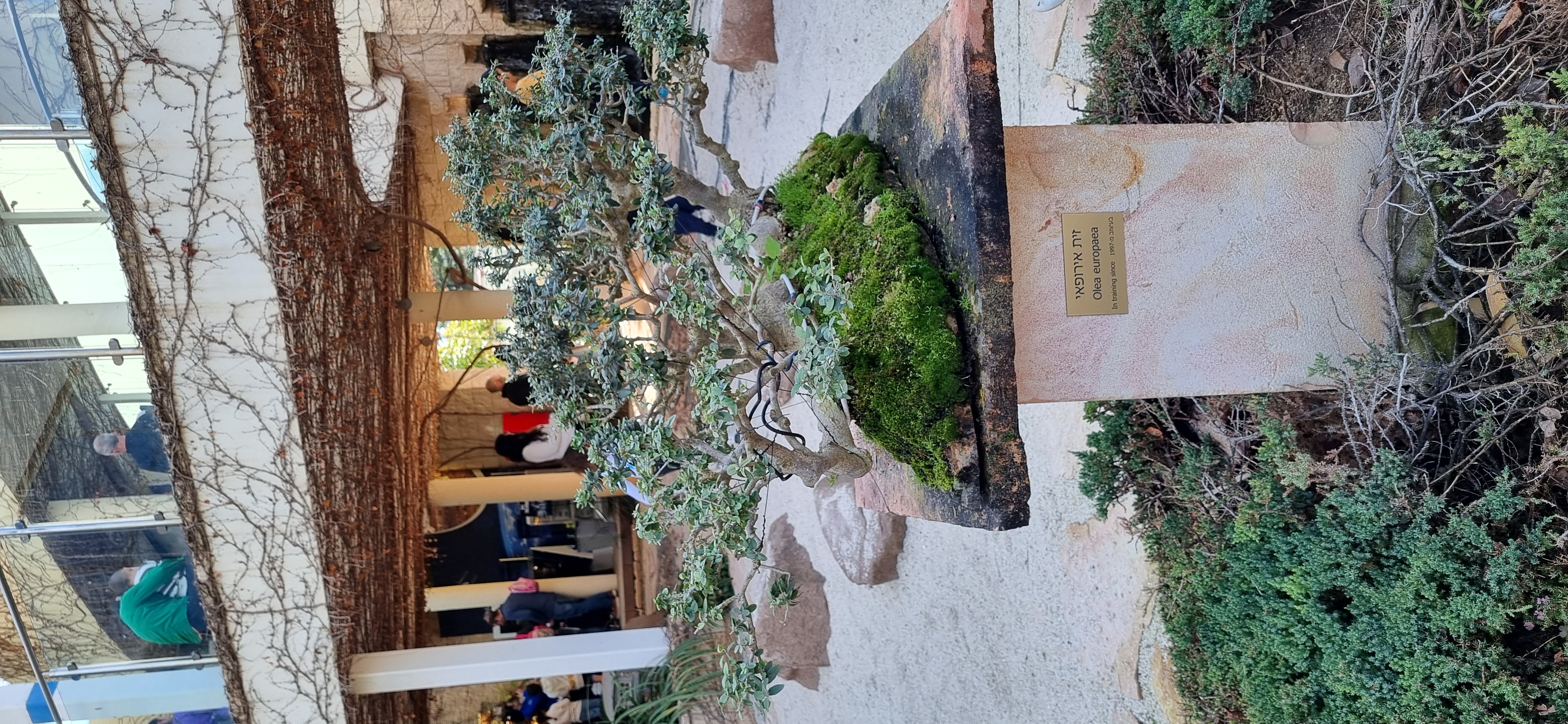 European Olive Bonsai