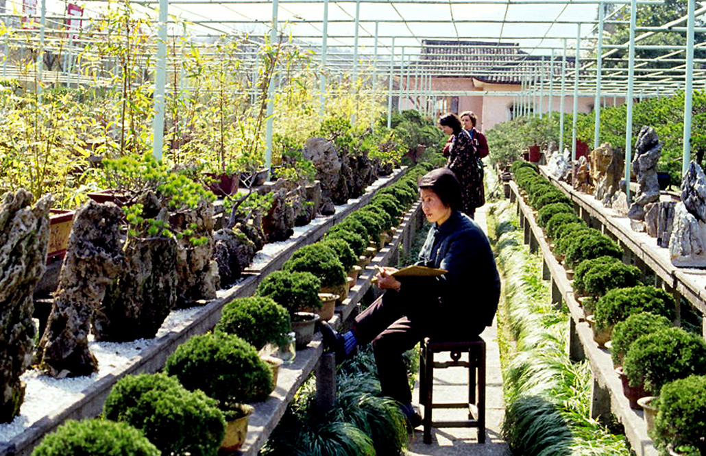 Masson's Pine Root-Over-Rock Penjing