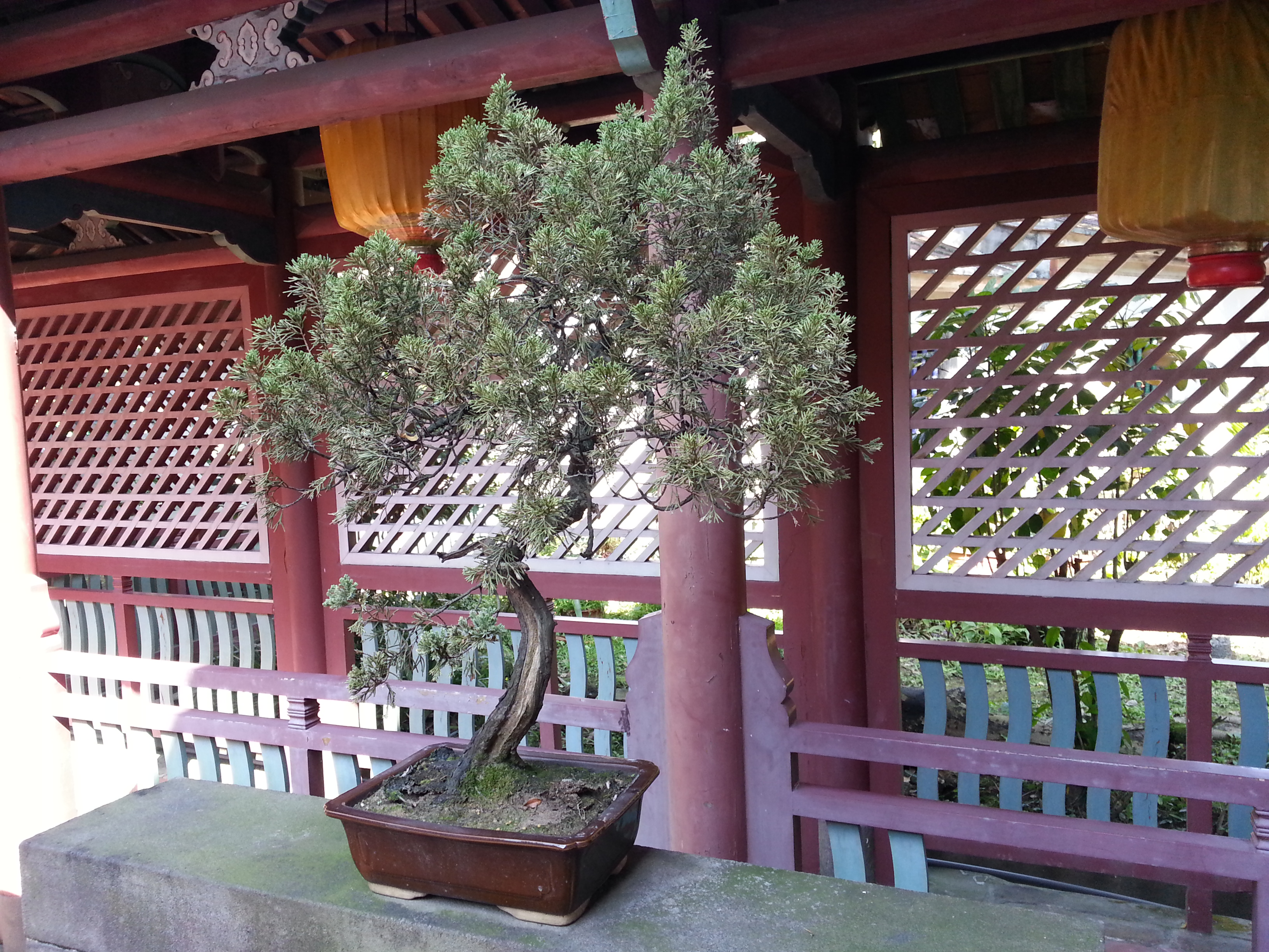 Informal Upright Juniper Bonsai
