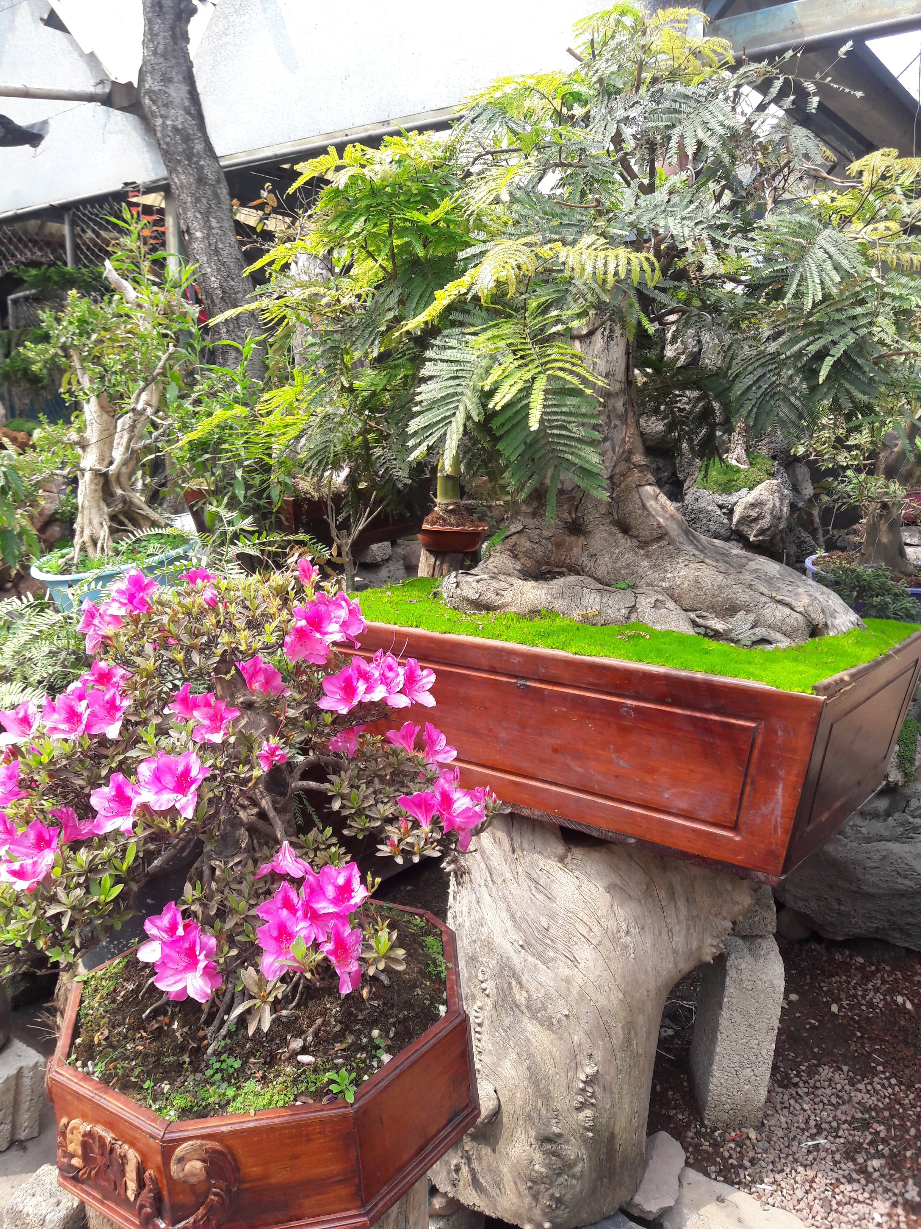 Flowering Azalea Bonsai