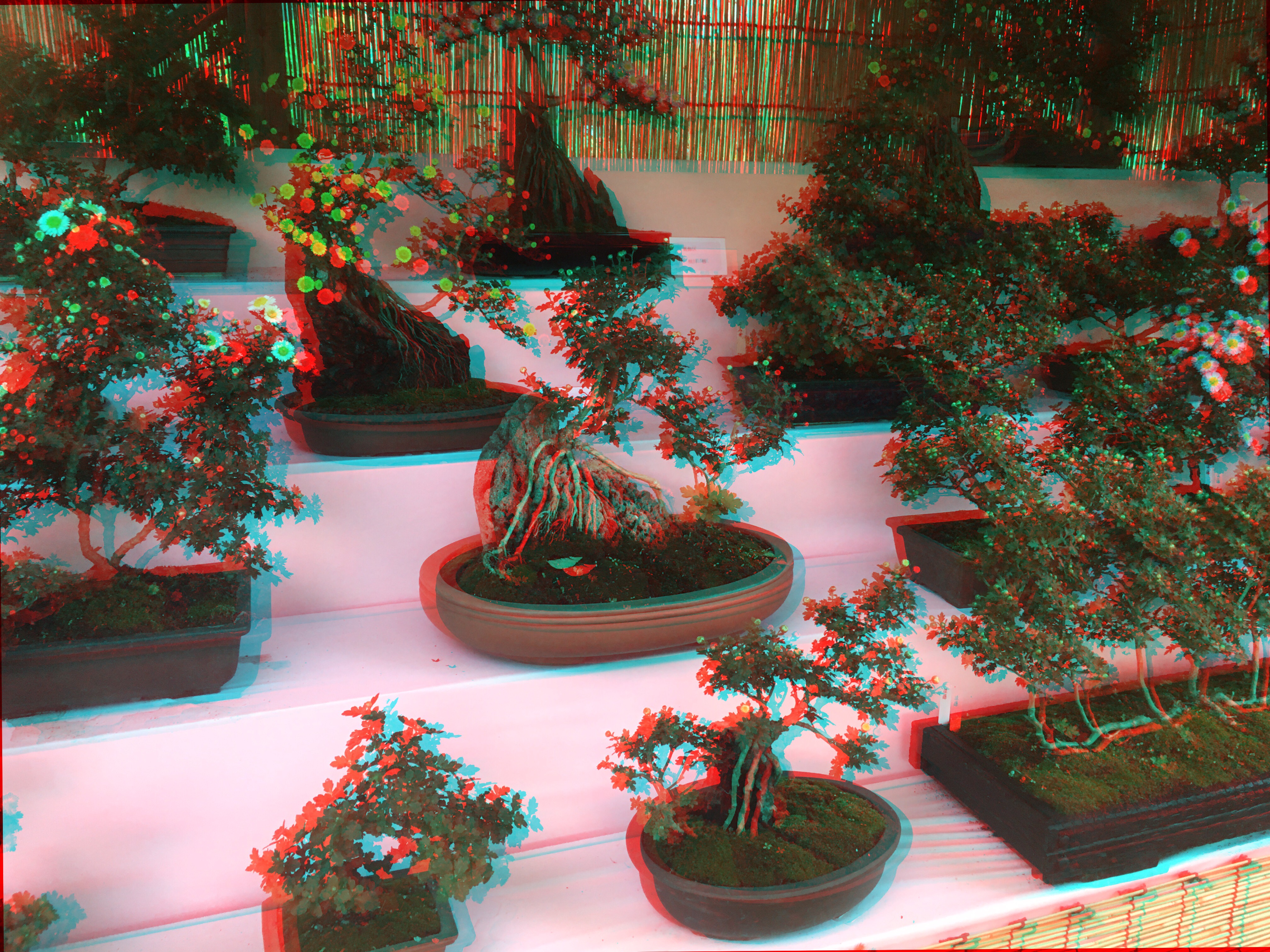 Ficus Root-Over-Rock Bonsai