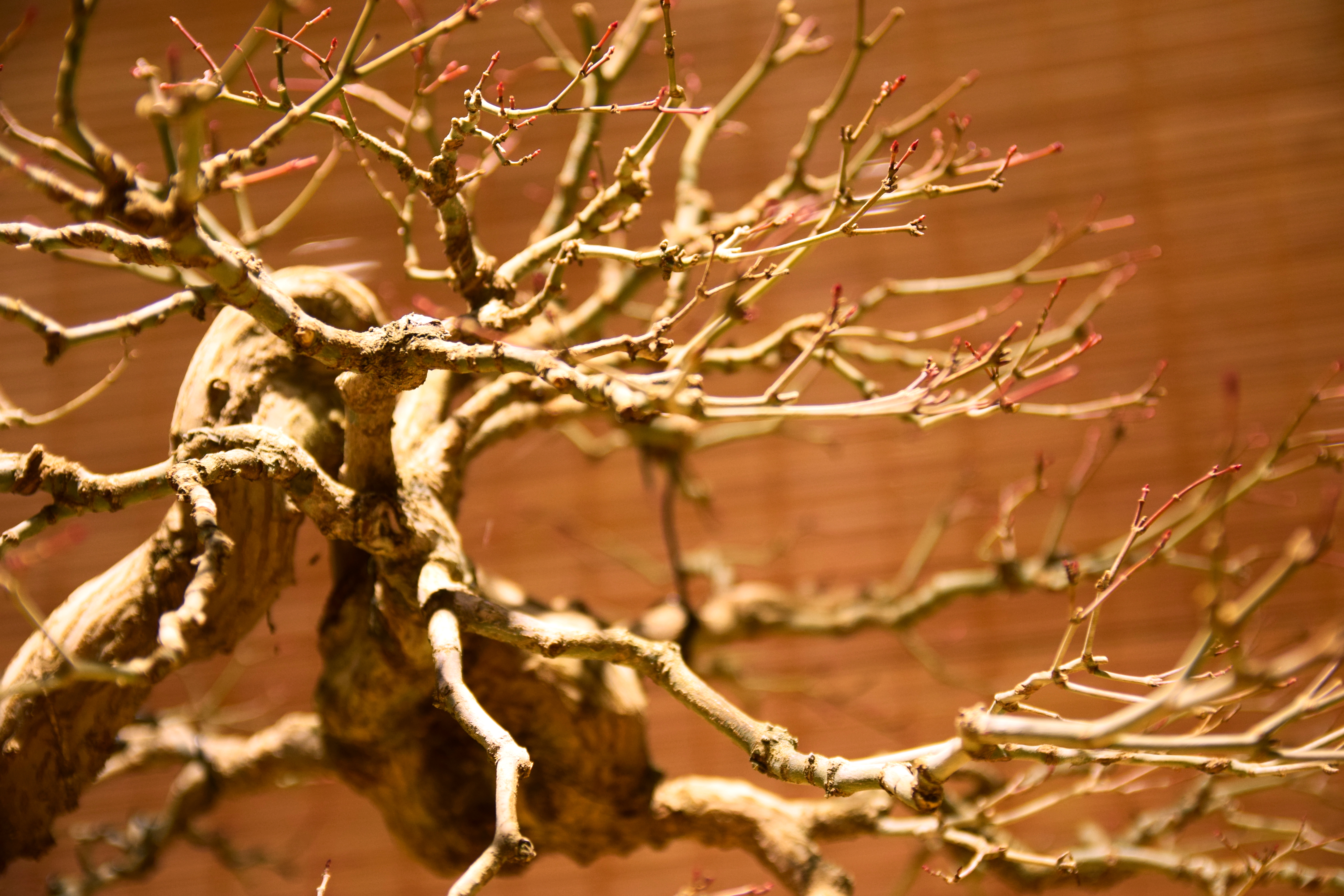 Aged Japanese Maple Bonsai in Winter