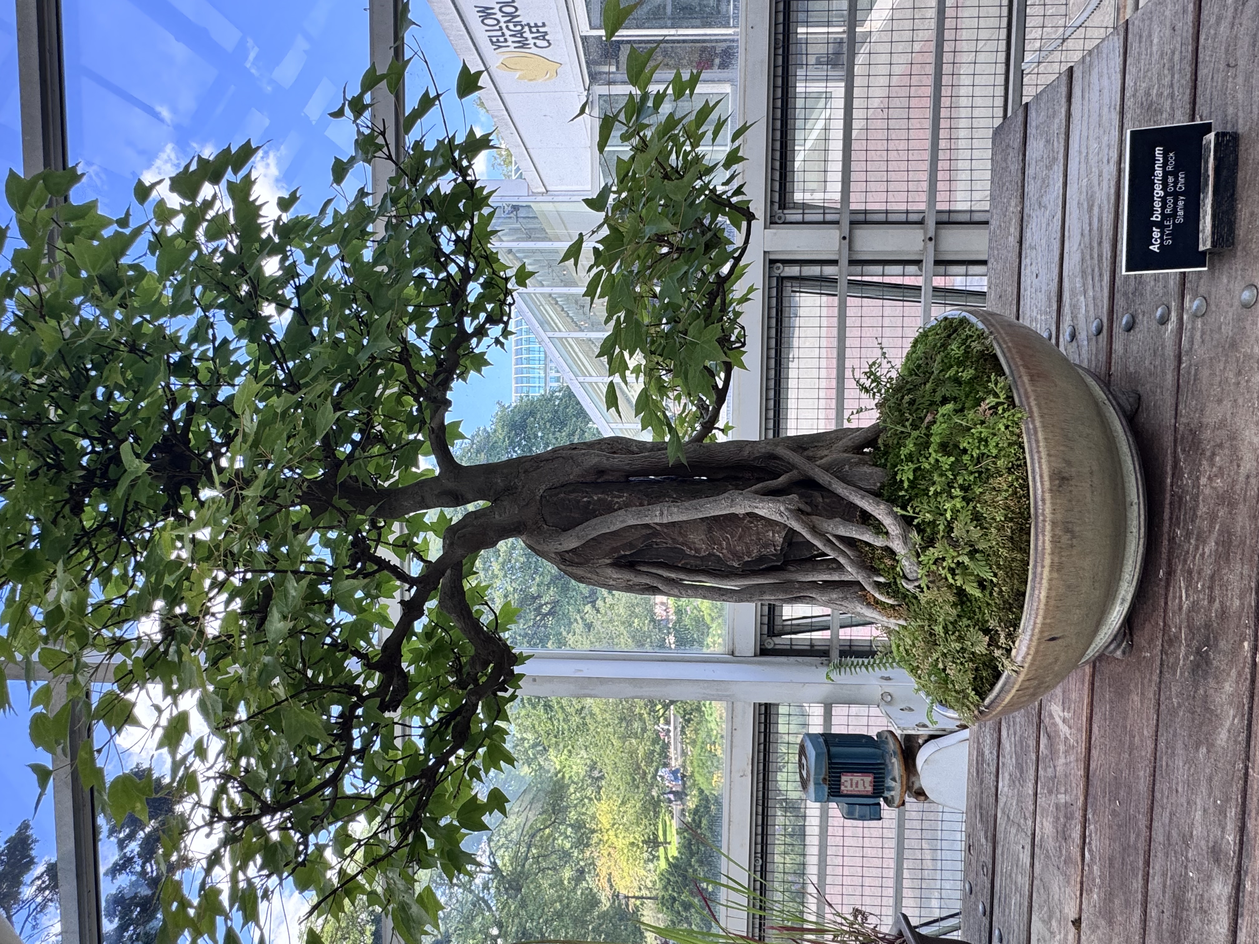 Trident Maple Root-over-Rock Bonsai