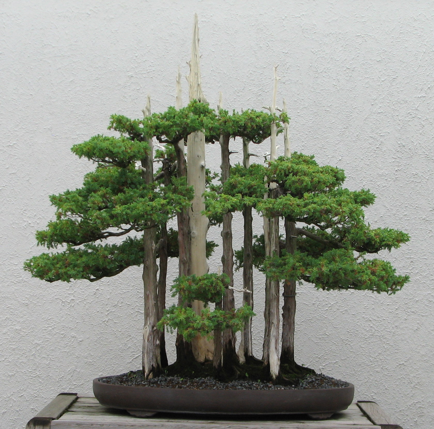 Goshin Bonsai Masterpiece