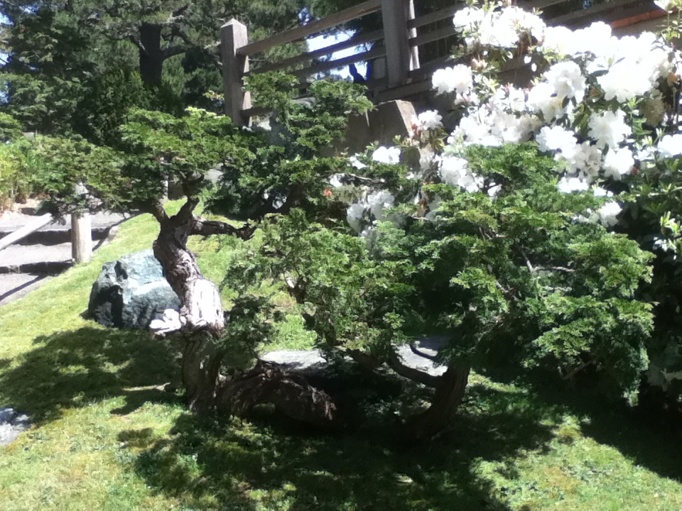 Slanting Chinese Juniper Bonsai with Deadwood