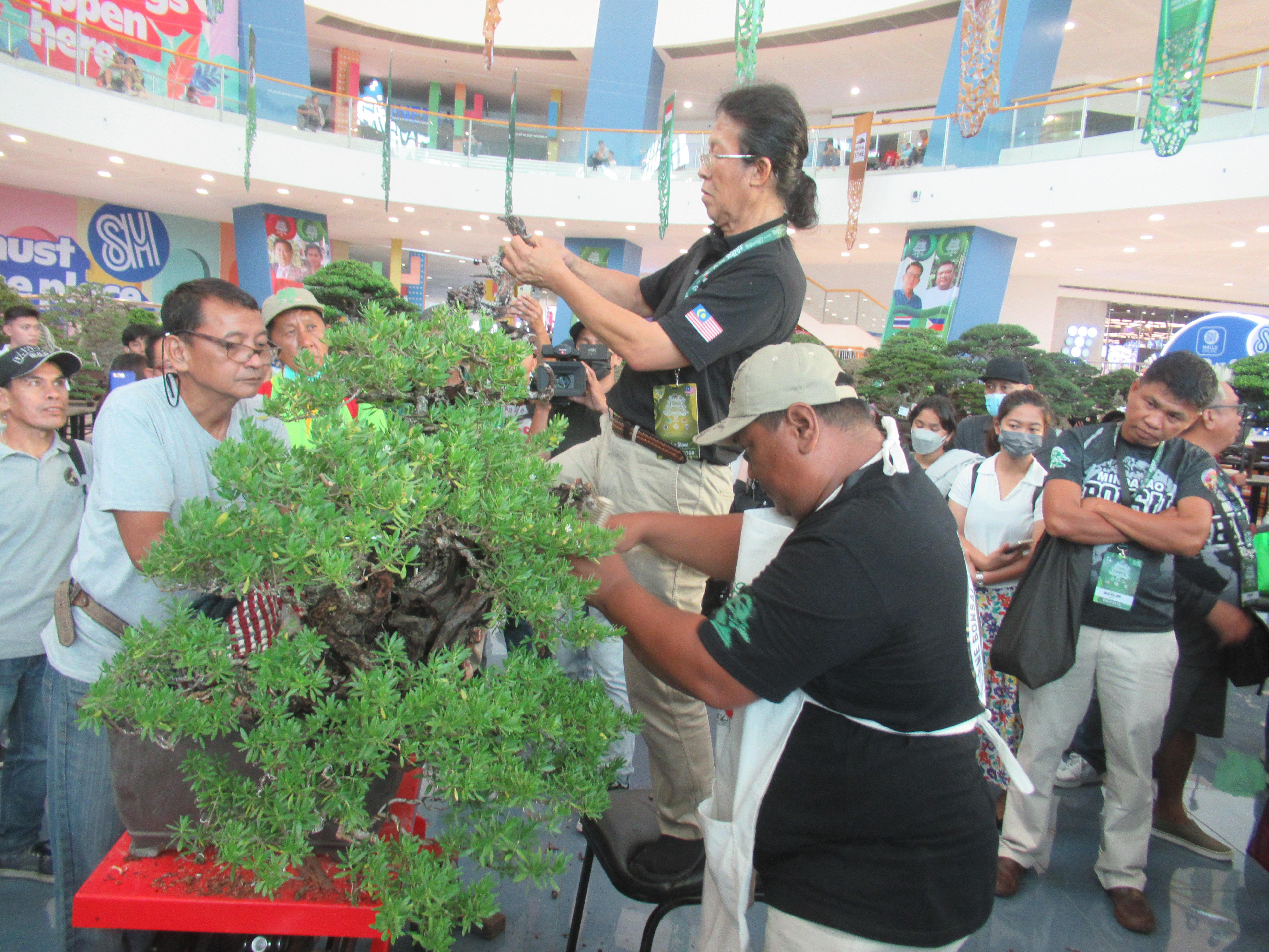 Gnarled Premna Bonsai