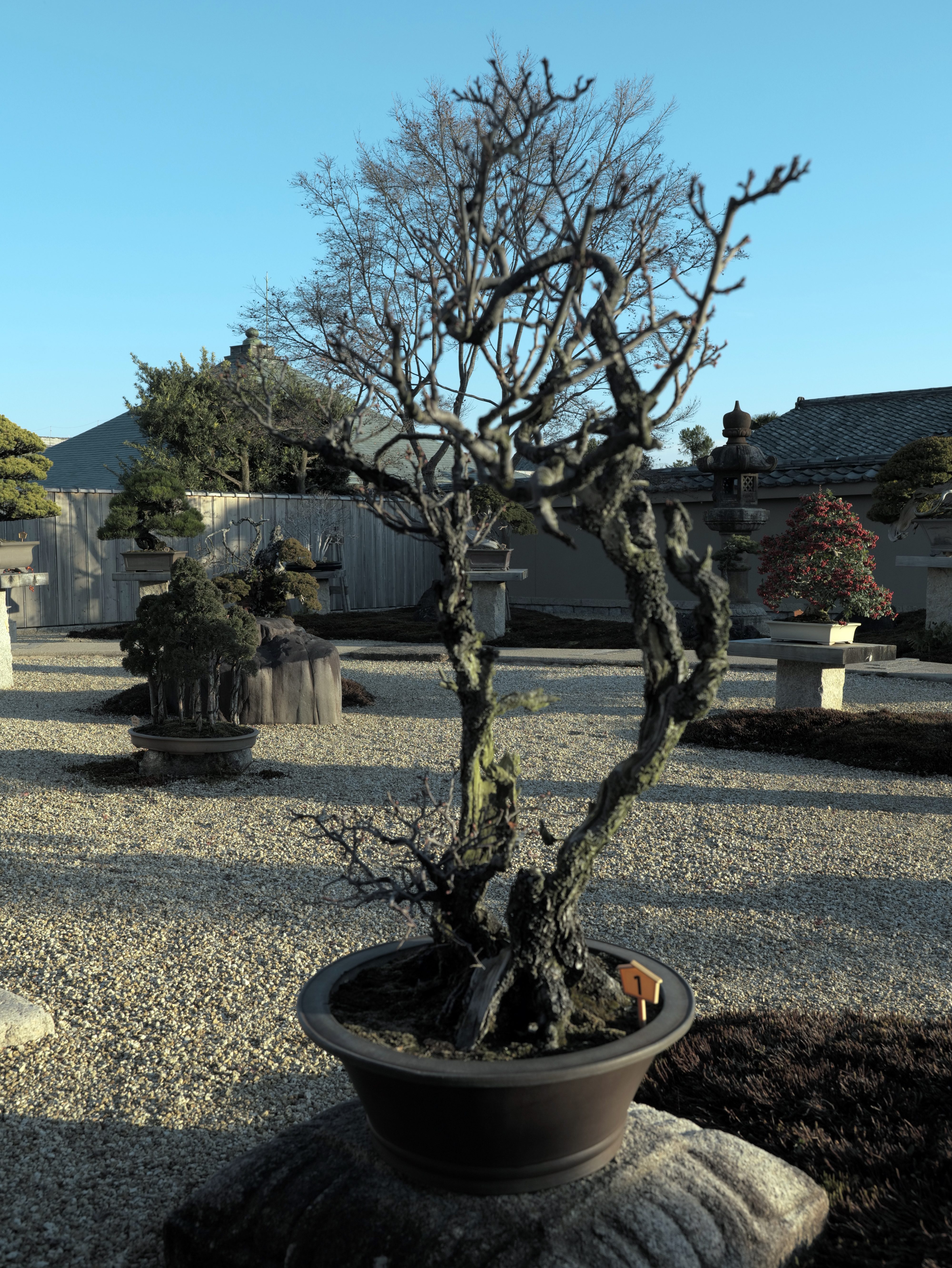 Japanese Maple Multi-Trunk Bonsai