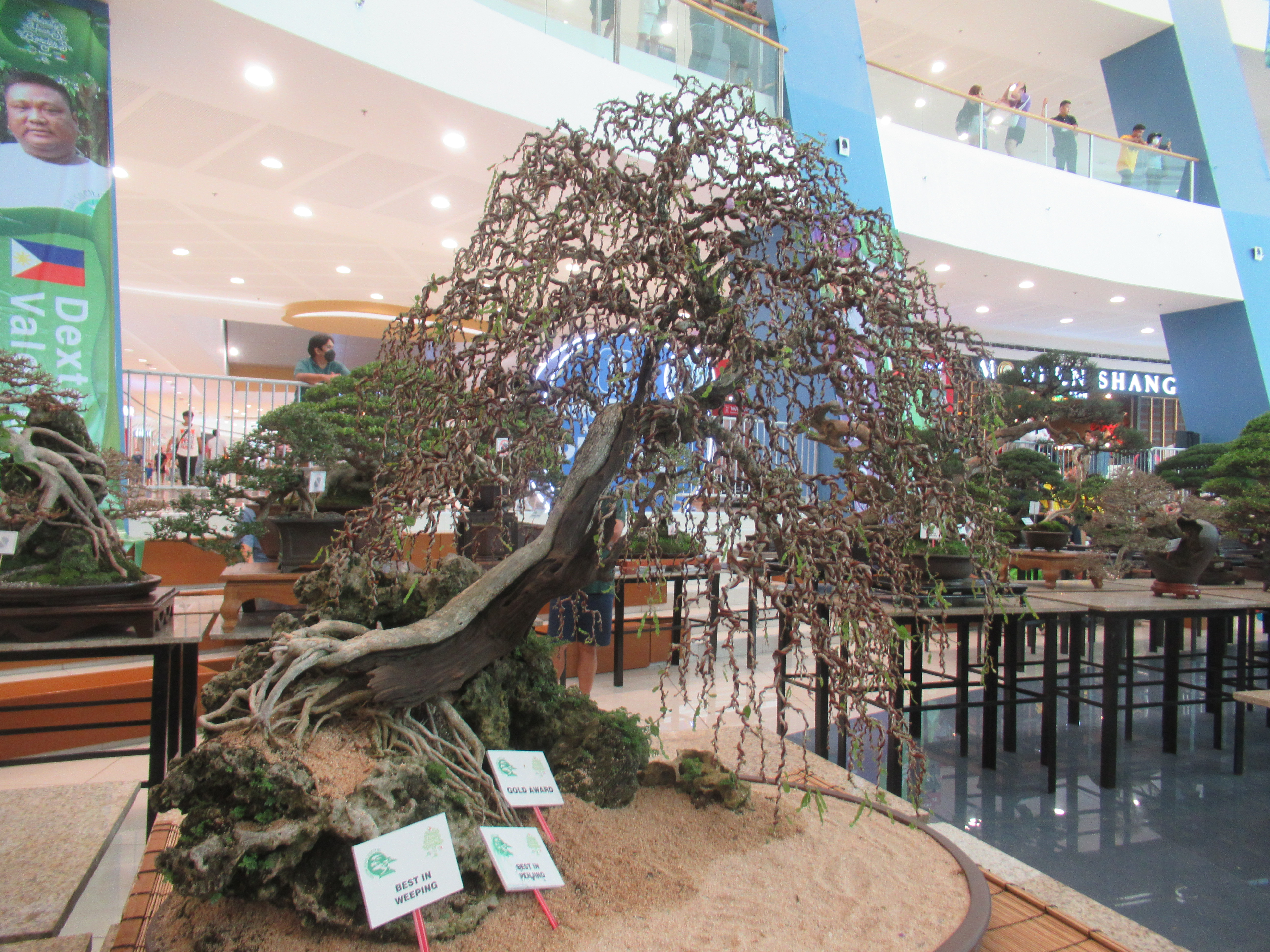 Weeping Fig Root-Over-Rock Bonsai