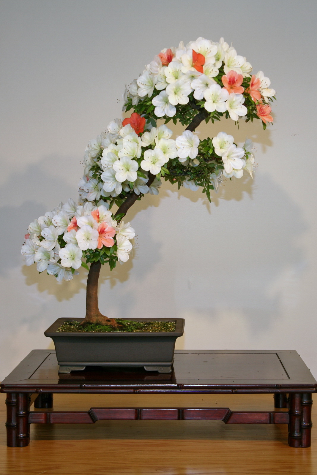 Satsuki Azalea 'Asahi-no-izumi' Bonsai