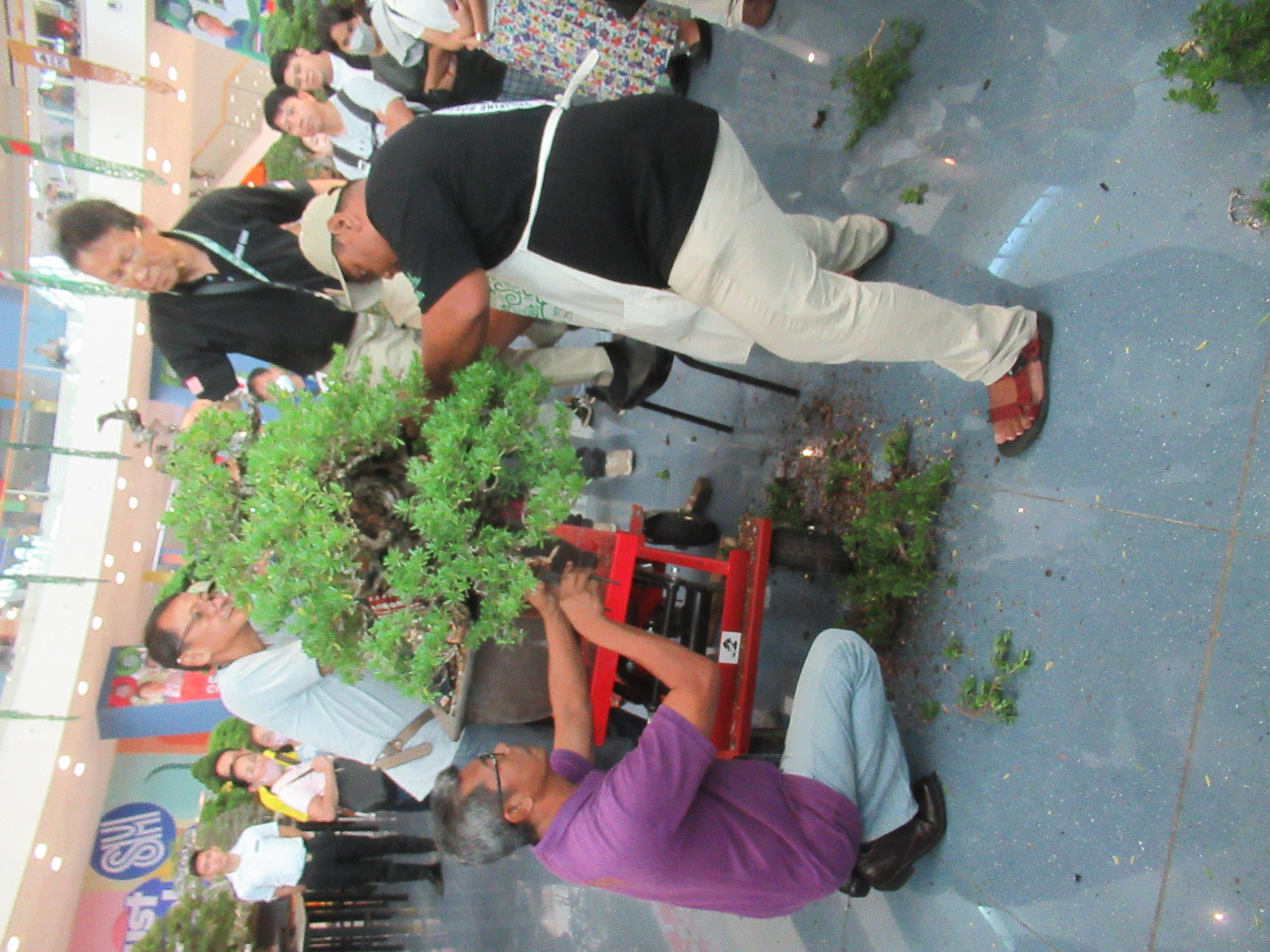 Philippine Ficus Bonsai