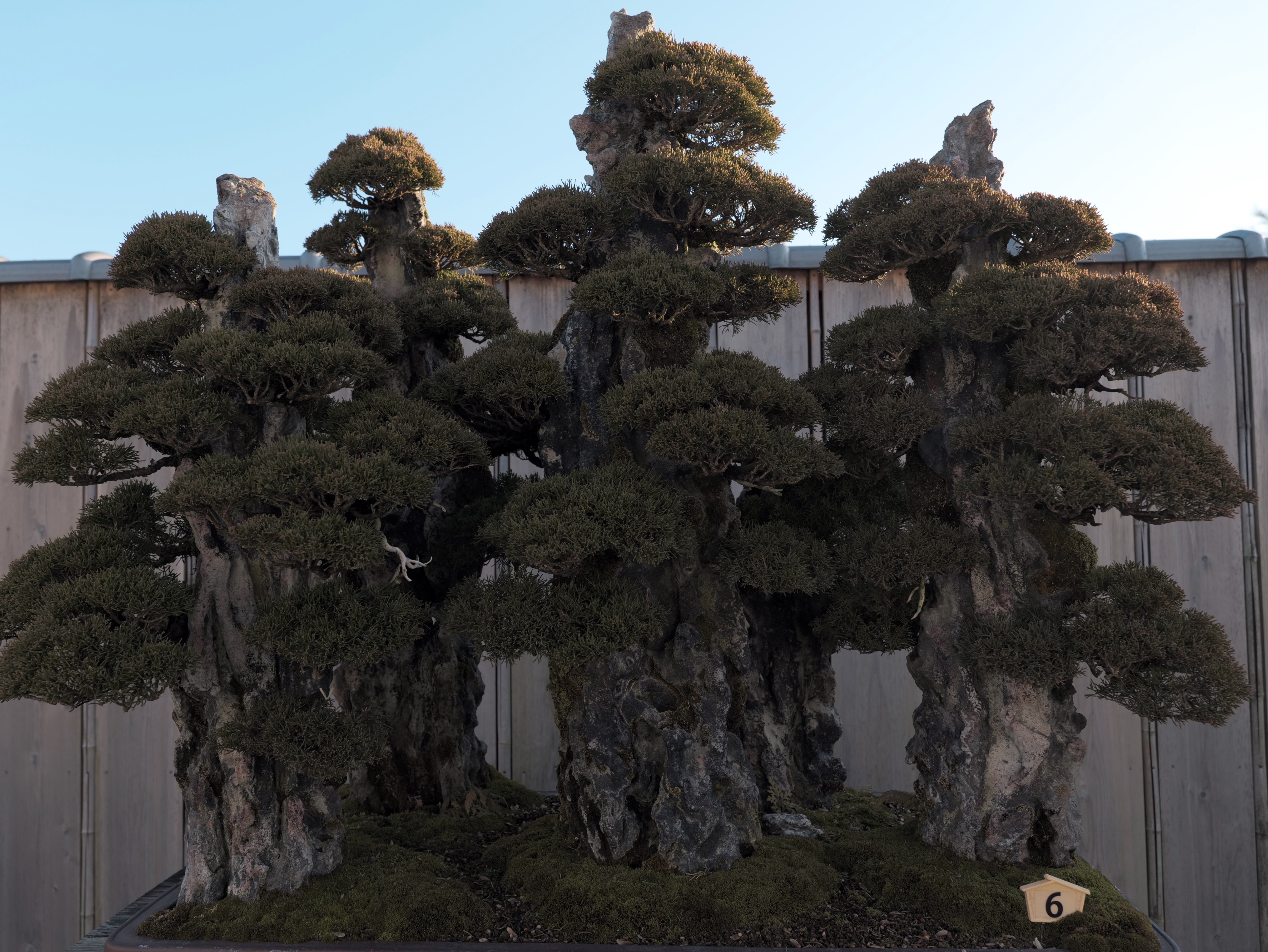 Ancient Juniper Rock Planting