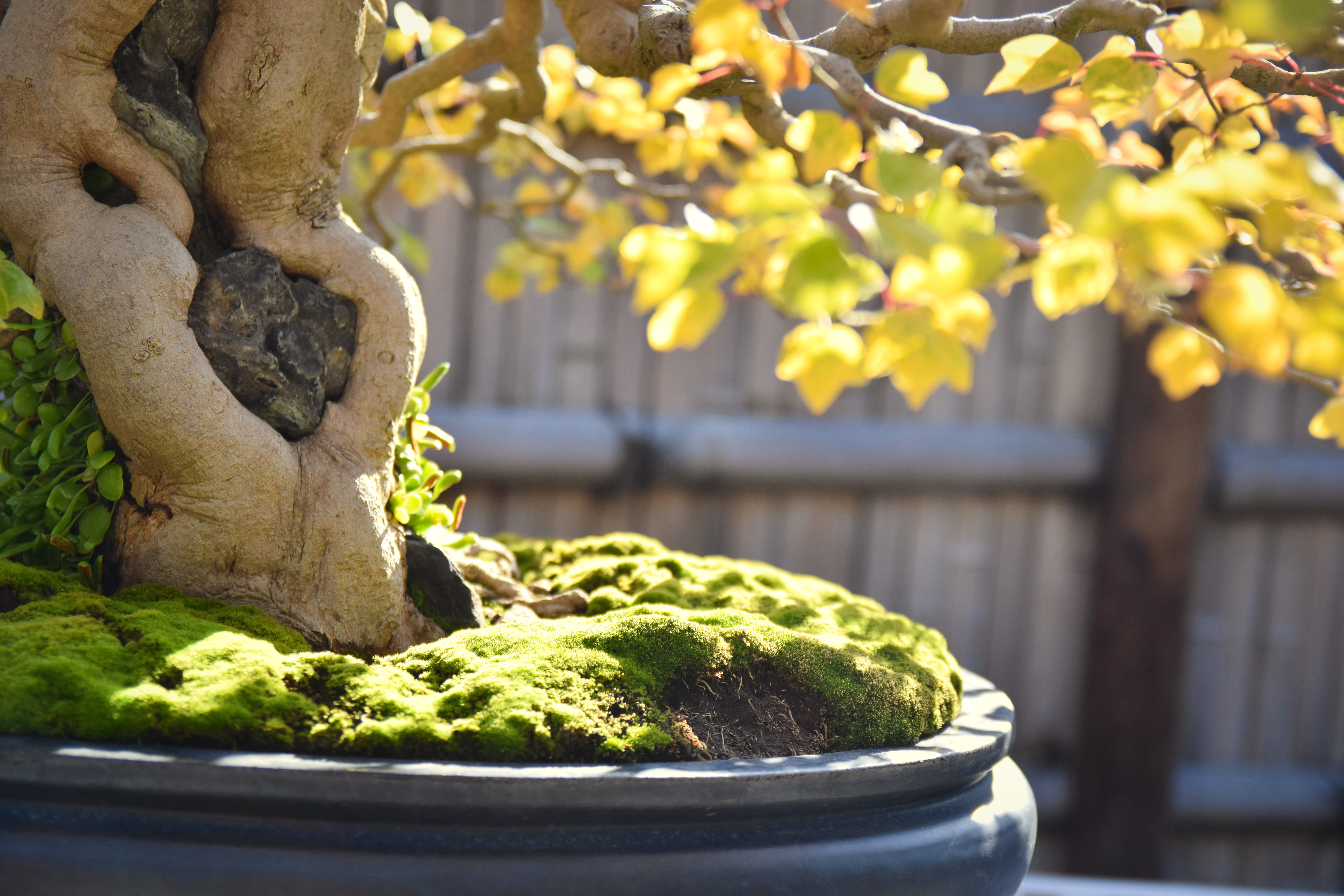 Japanese Apricot Bonsai with Embedded Rock