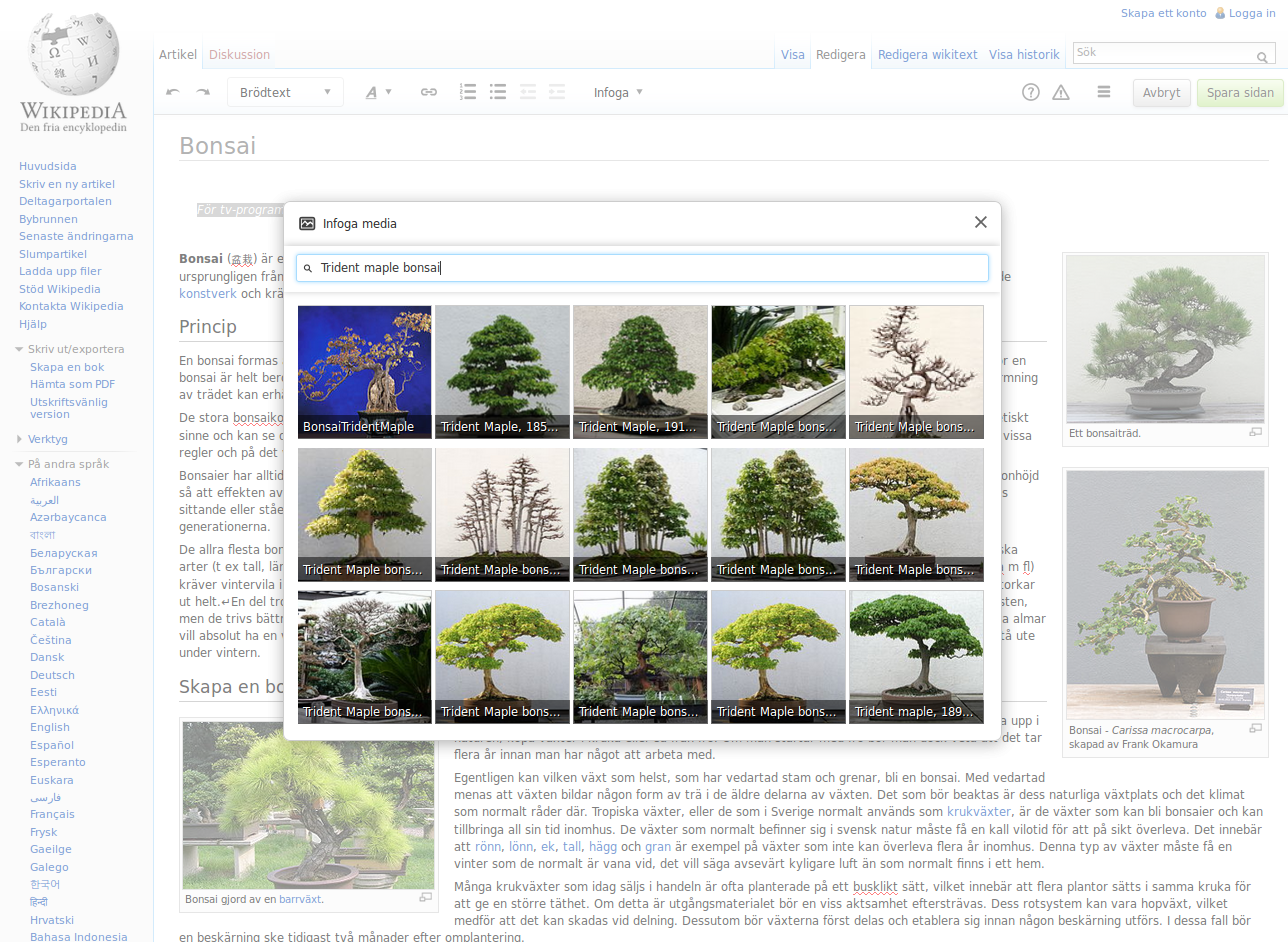 Carissa Macrocarpa Bonsai by Frank Okamura