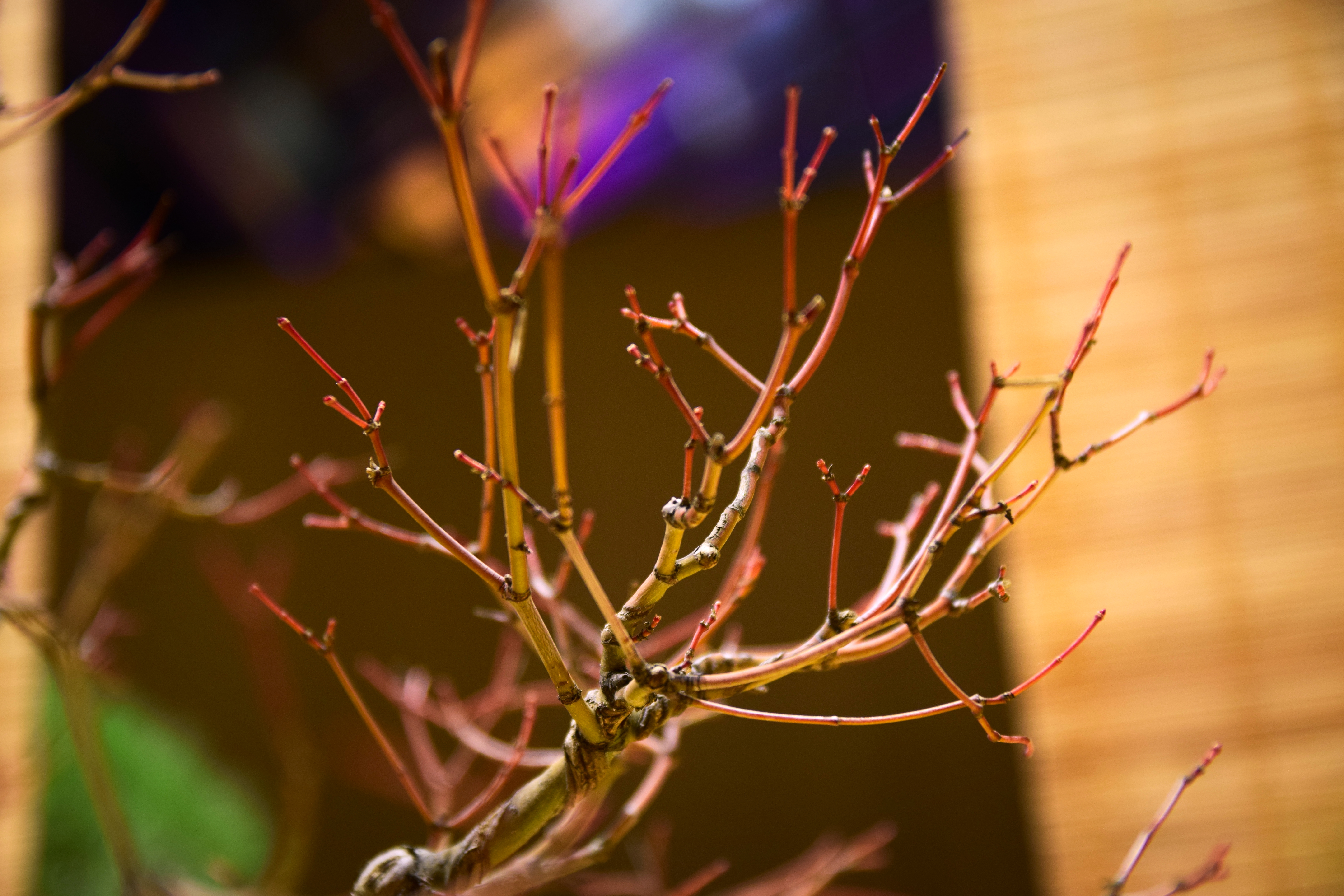 Japanese Maple Bonsai (Winter Silhouette)