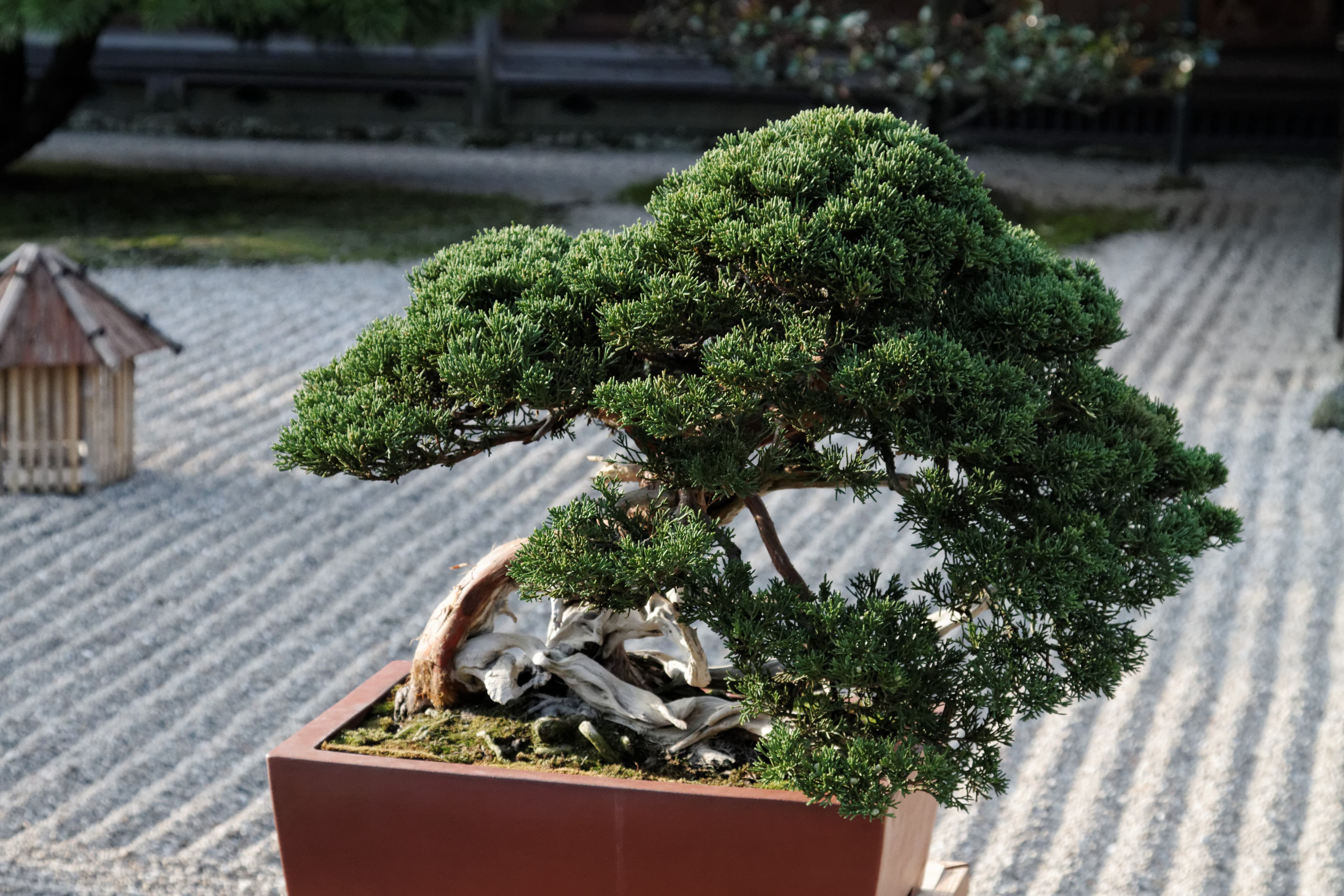 Shimpaku Juniper Semi-Cascade Bonsai