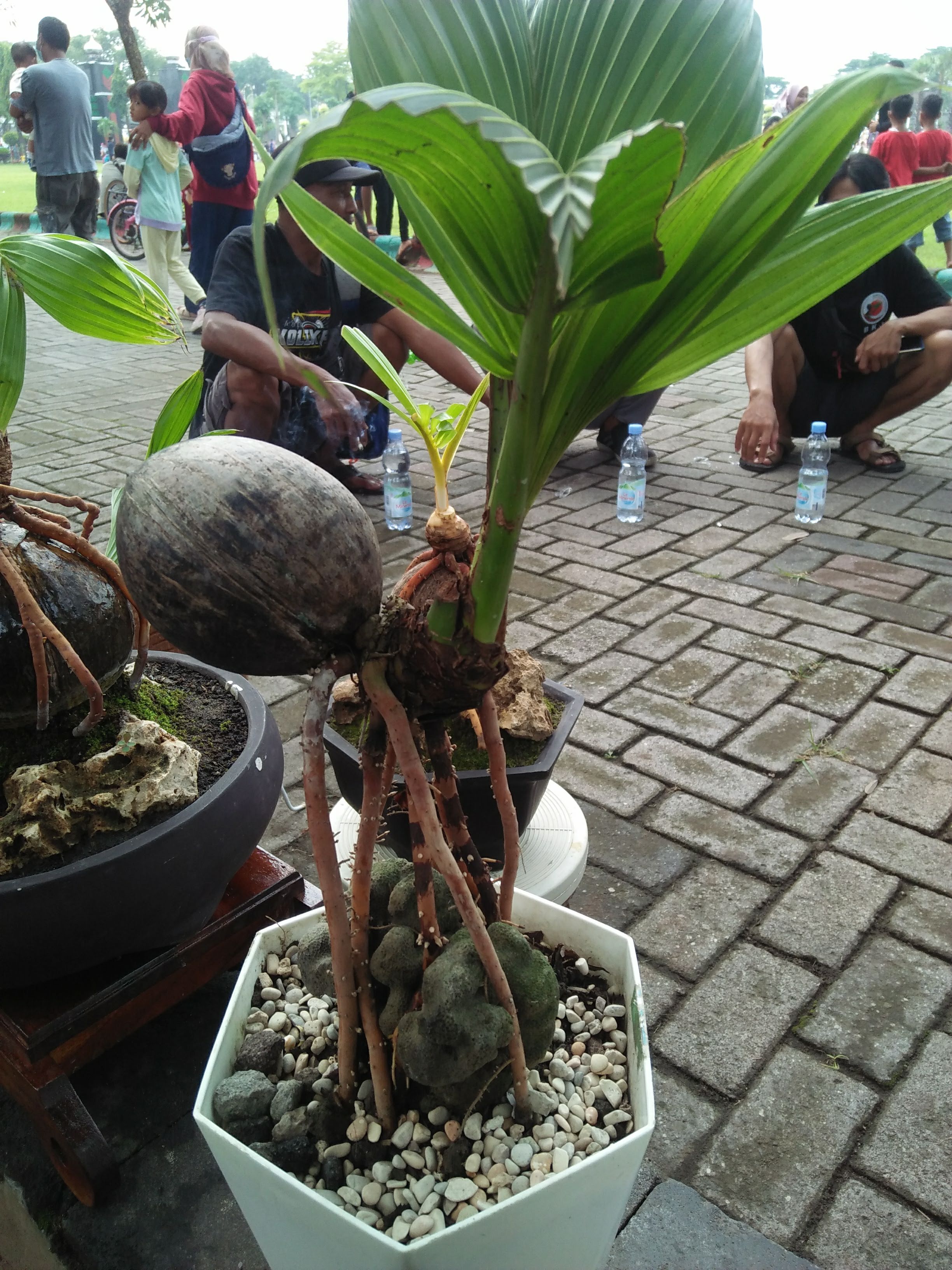 Coconut Bonsai with Exposed Roots