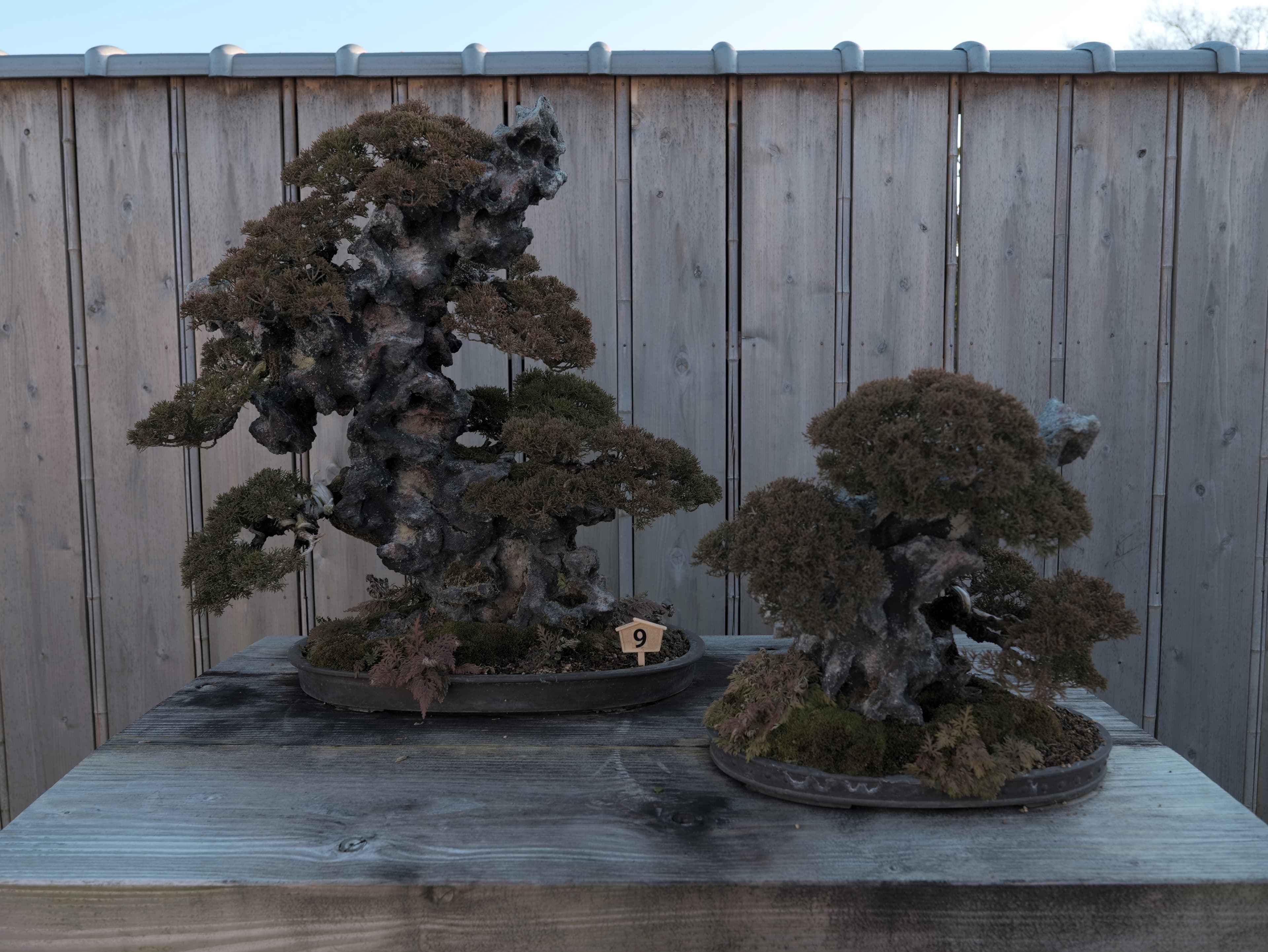 Shimpaku Juniper Root-Over-Rock Bonsai