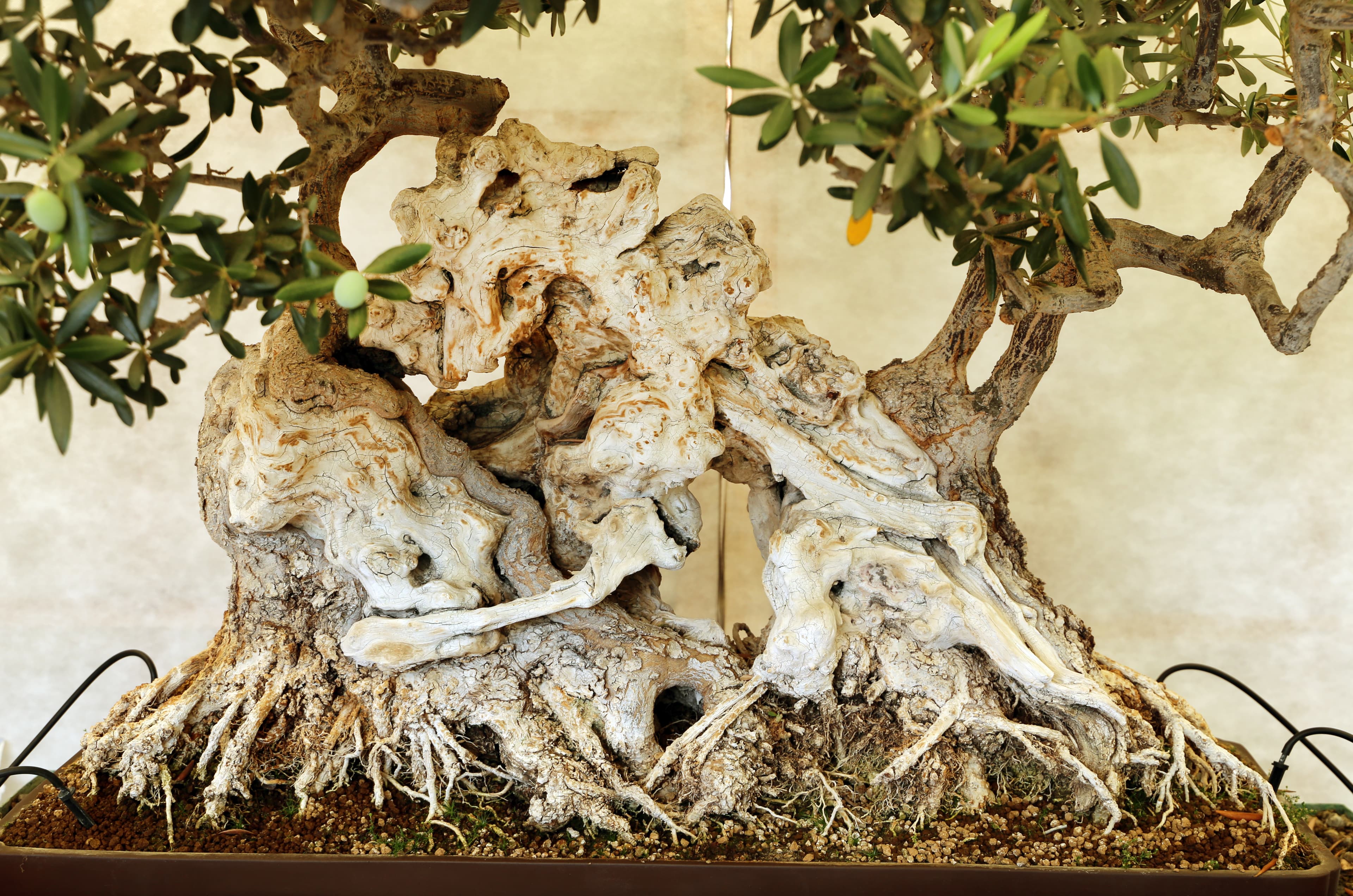 Kabudachi Olive Tree Bonsai
