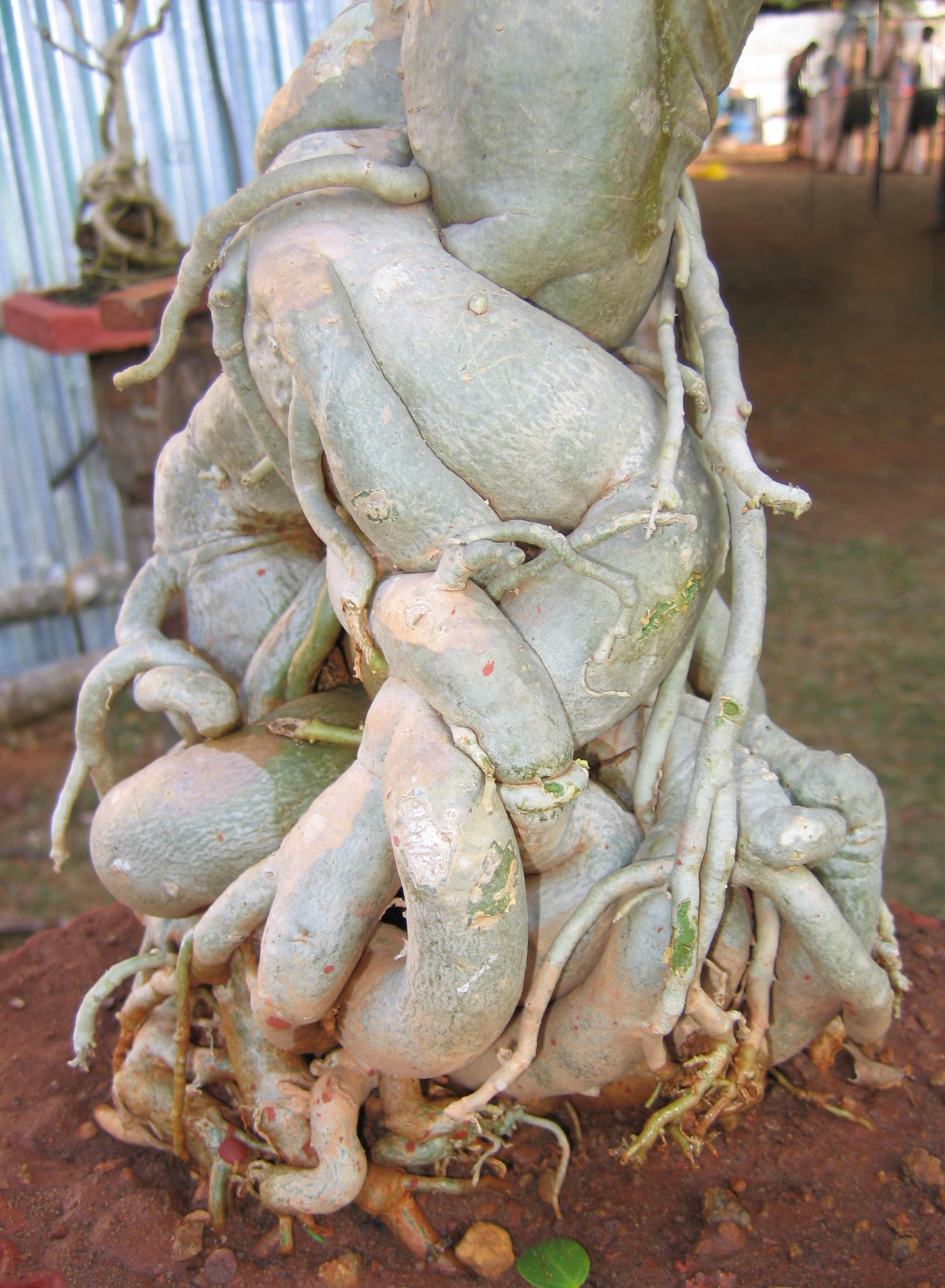 Desert Rose Caudex Bonsai