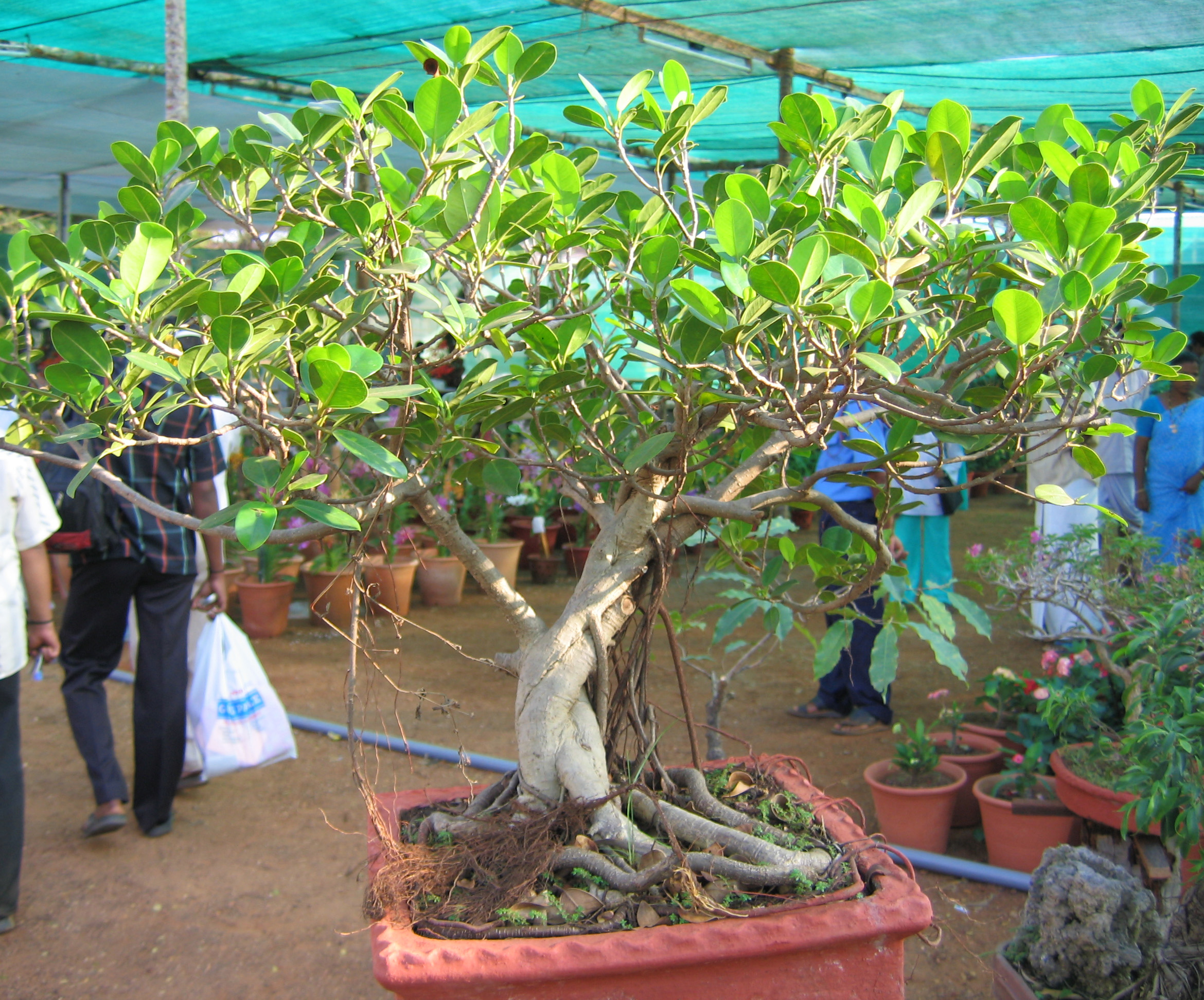 Ficus Bonsai with Aerial Roots