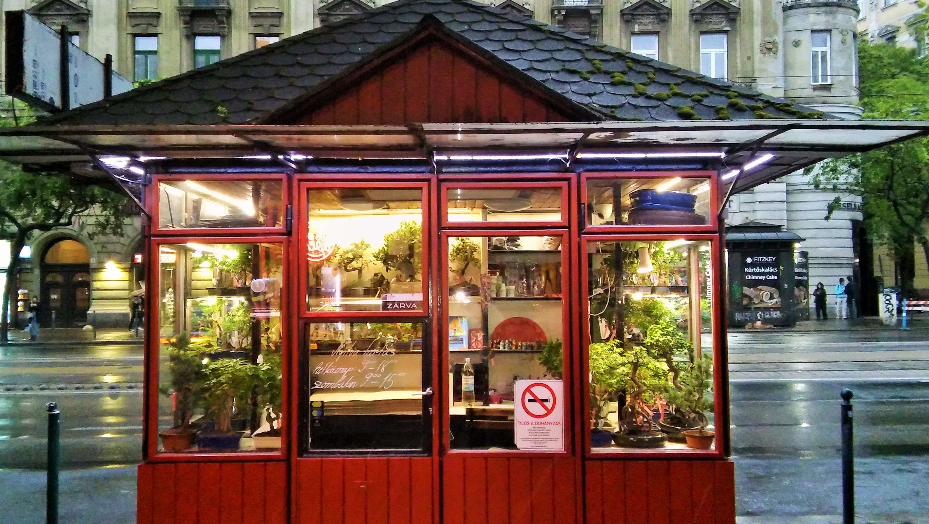 Small Chinese Elm Bonsai