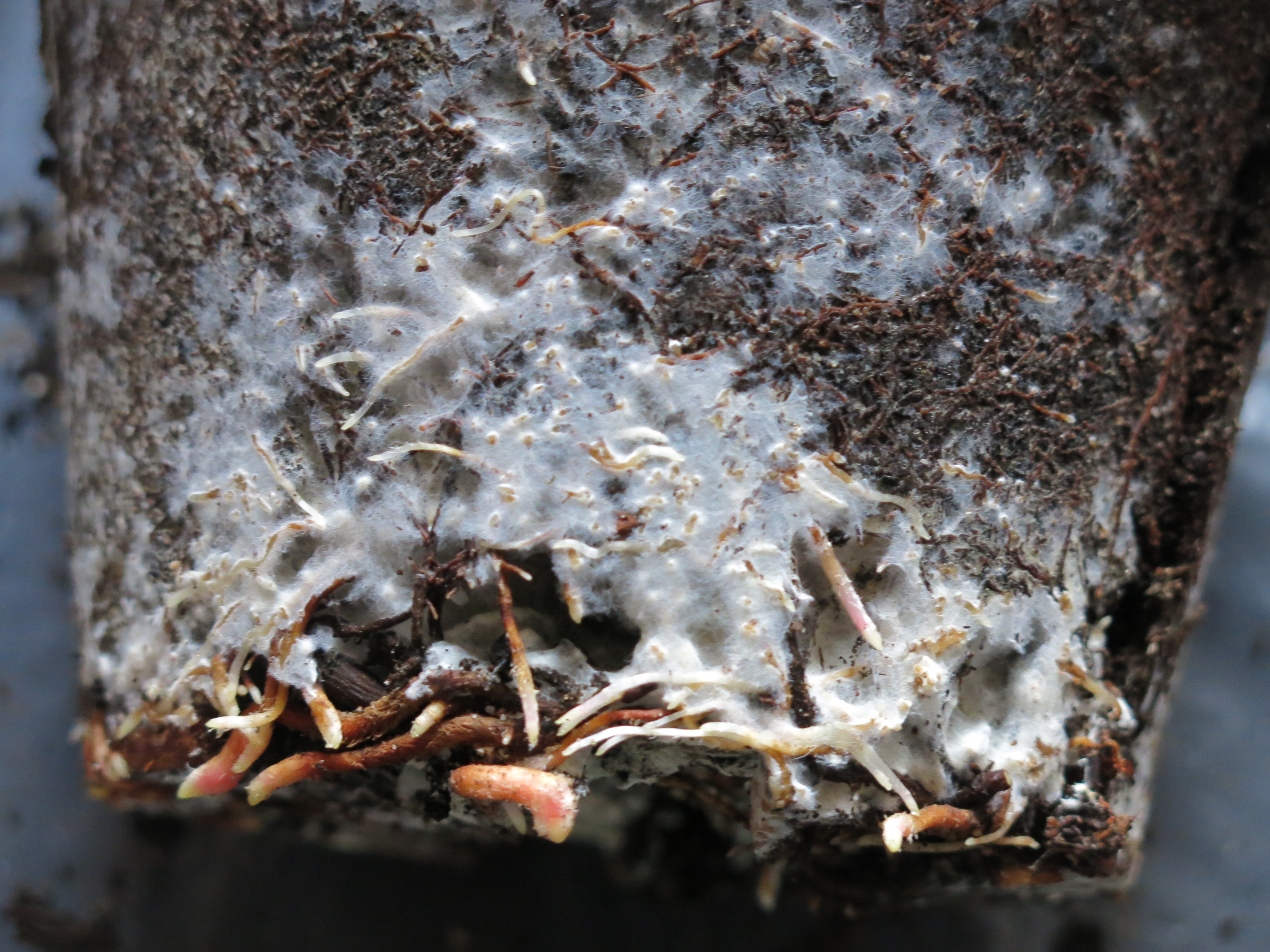 Maritime Pine Root Mound with Mycelium