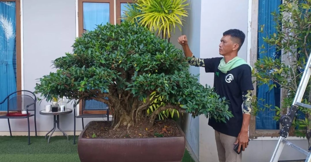 Mature Ficus Bonsai with Aerial Roots