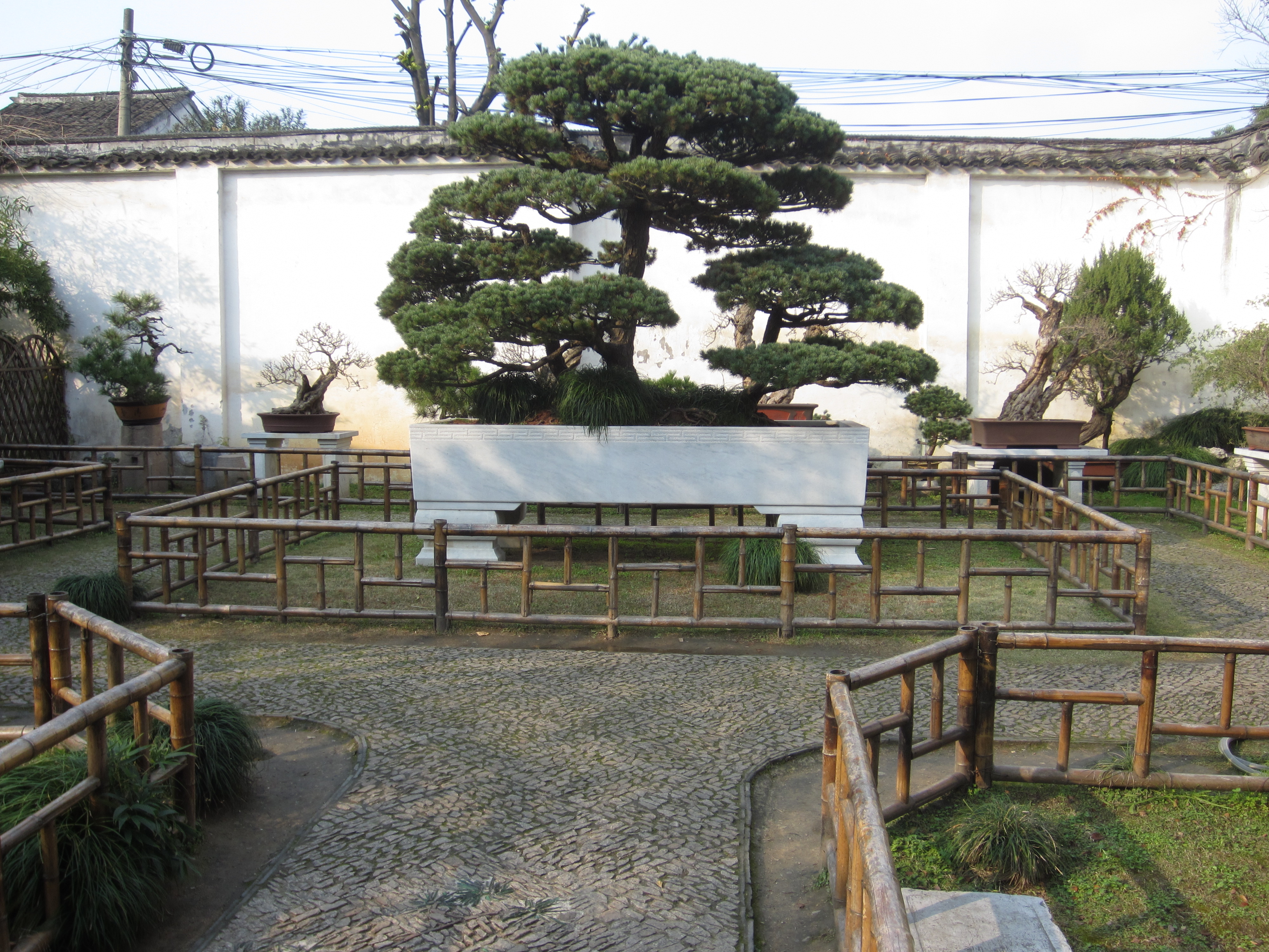 Large Masson's Pine Penjing