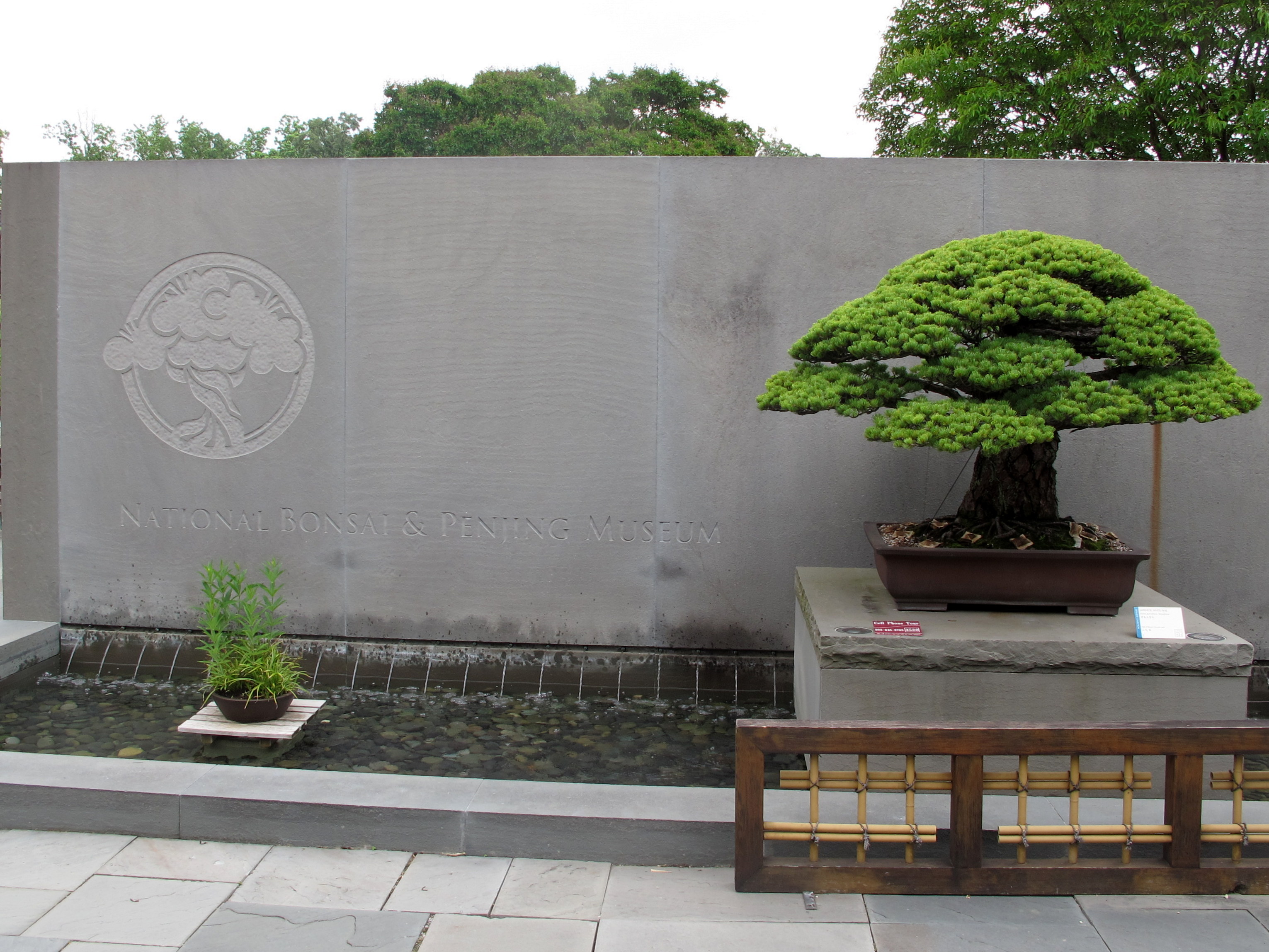 Japanese Black Pine Bonsai
