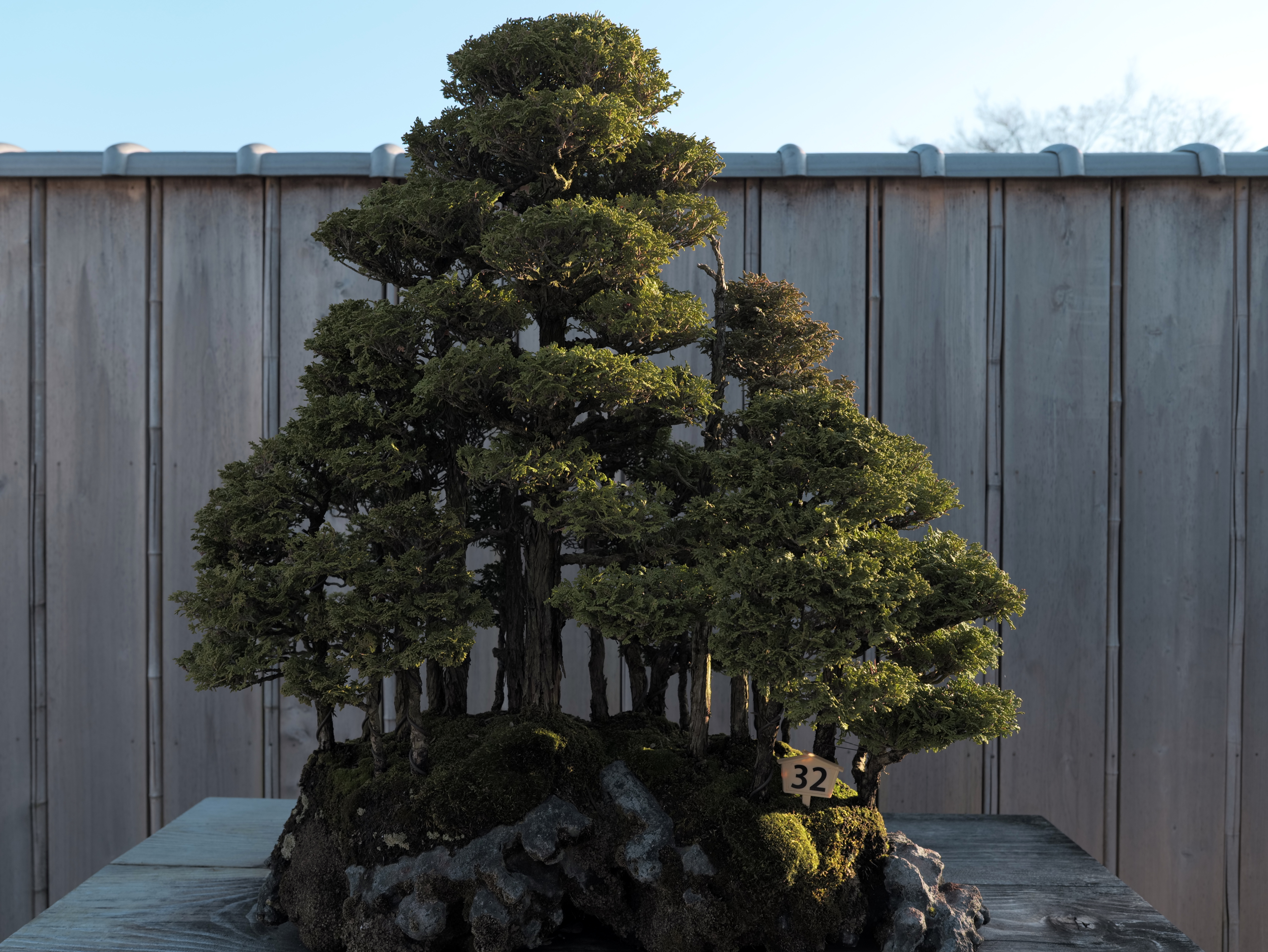 Hinoki Cypress Forest on Rock