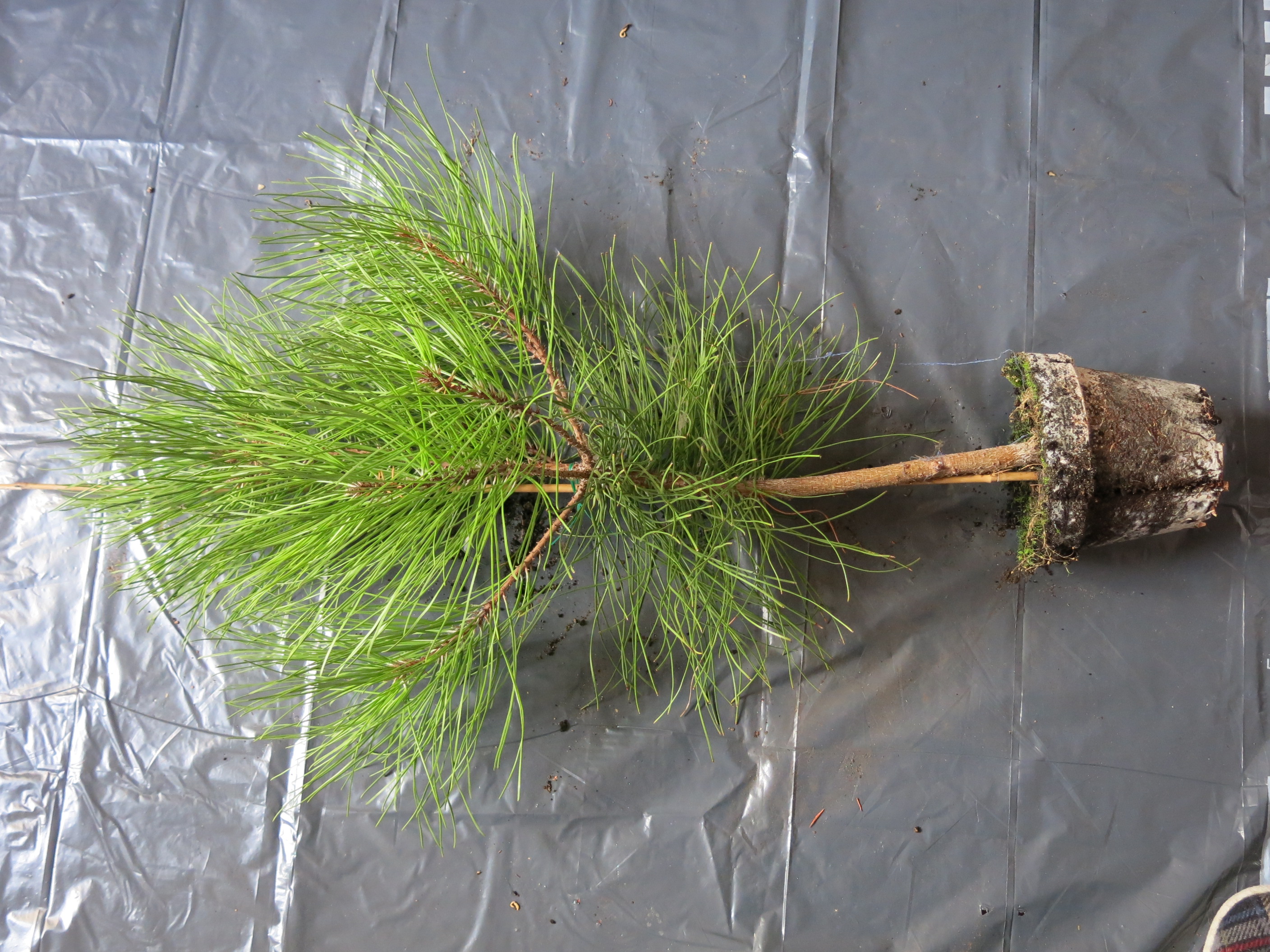 Maritime Pine Bonsai Material