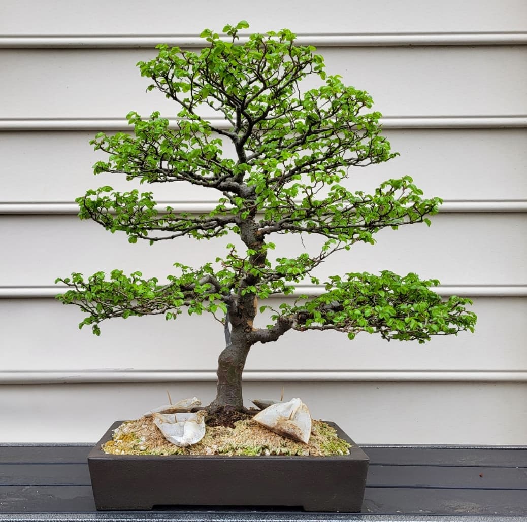 Chinese Elm Bonsai