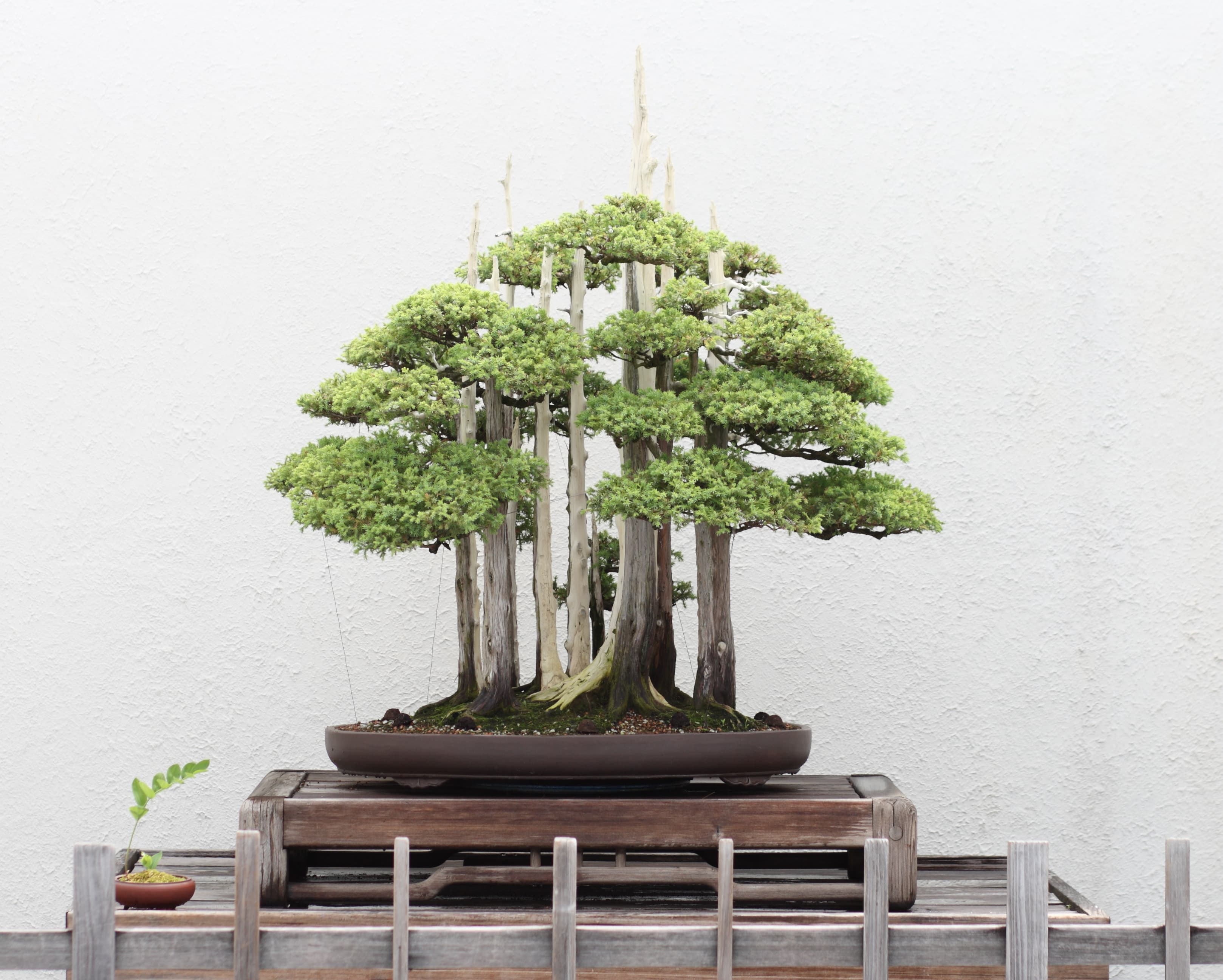 Goshin Forest Bonsai