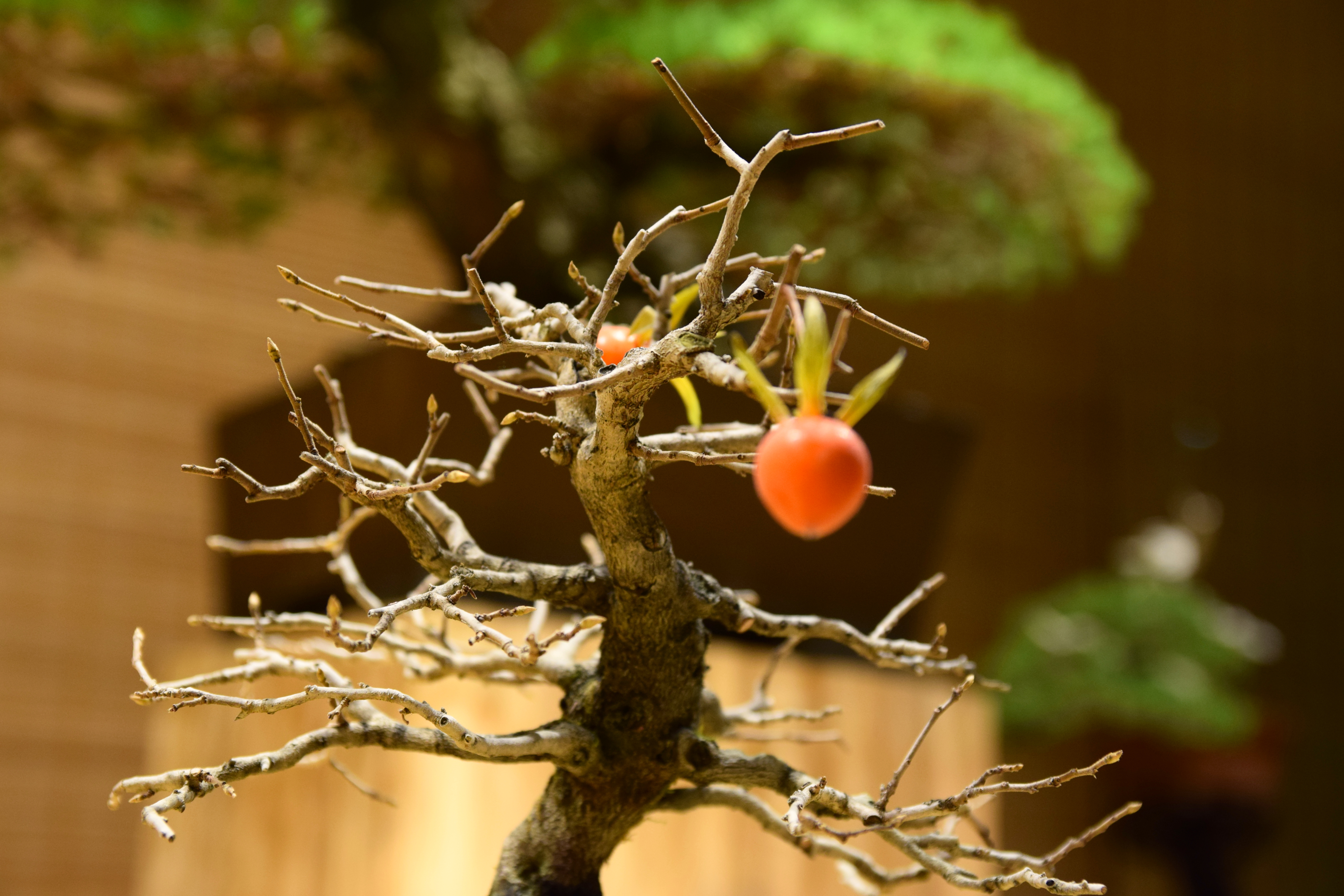 Fruiting Japanese Persimmon Bonsai