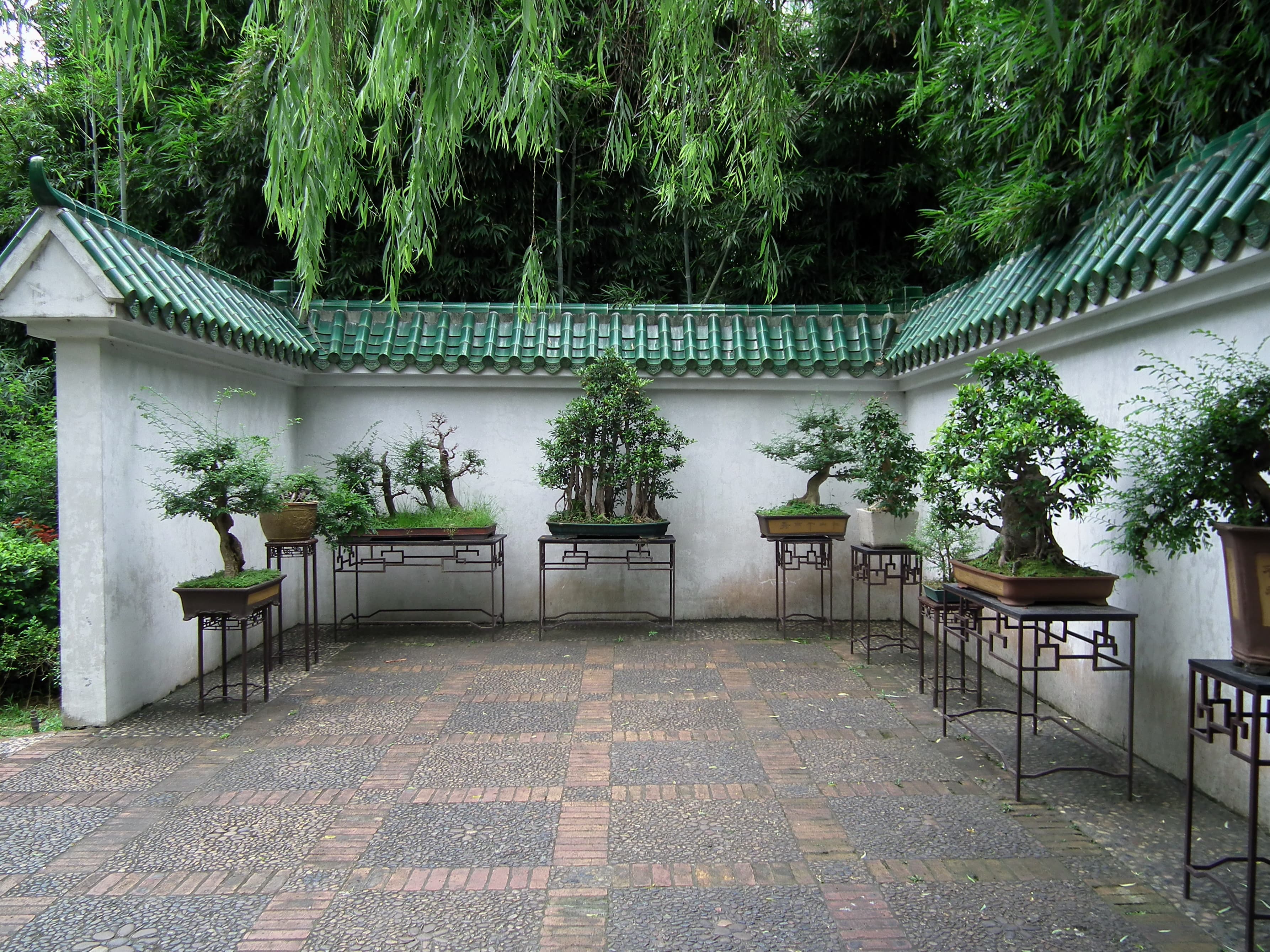 Chinese Banyan Bonsai