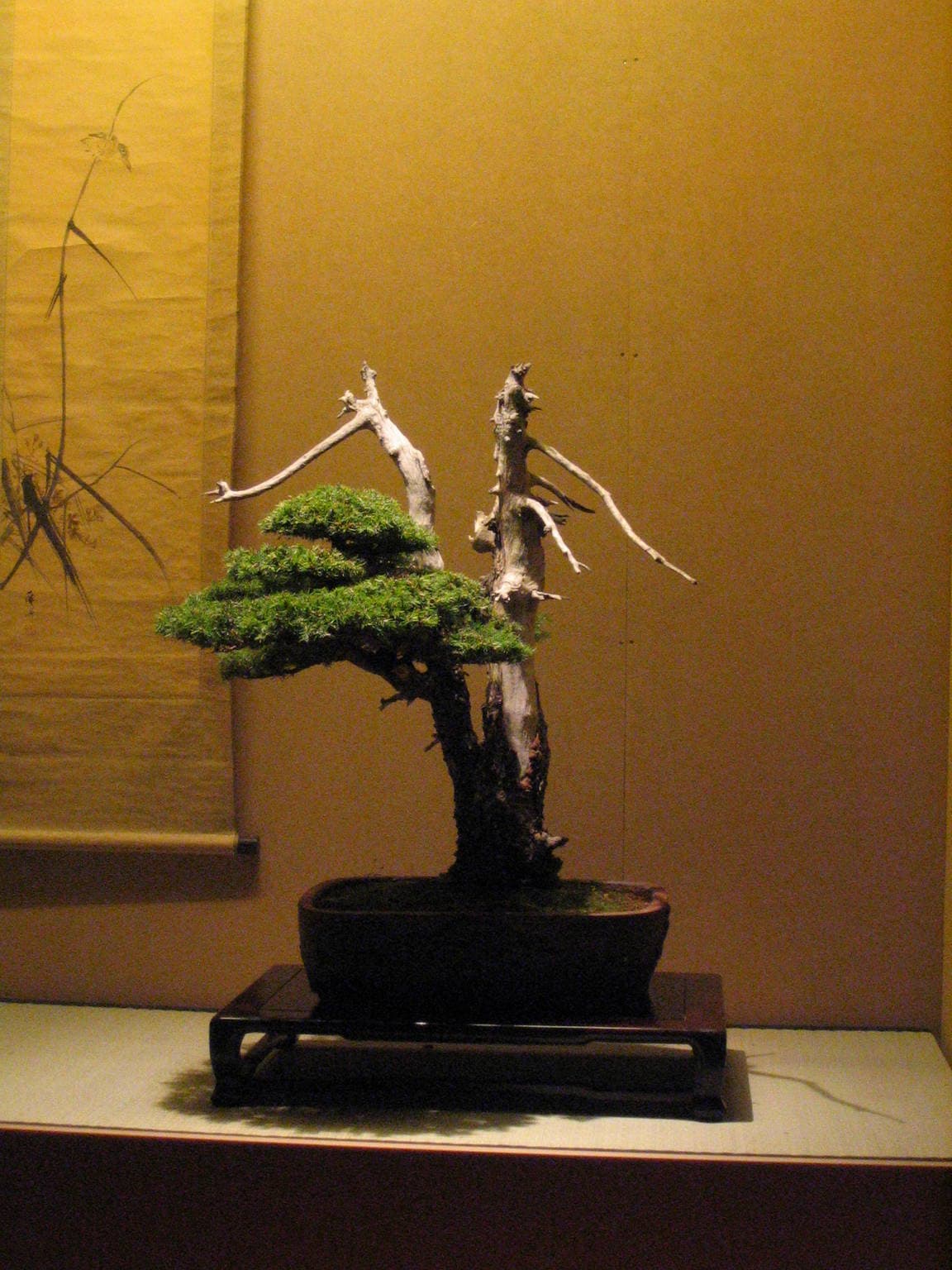 Juniper Bonsai with Extensive Deadwood