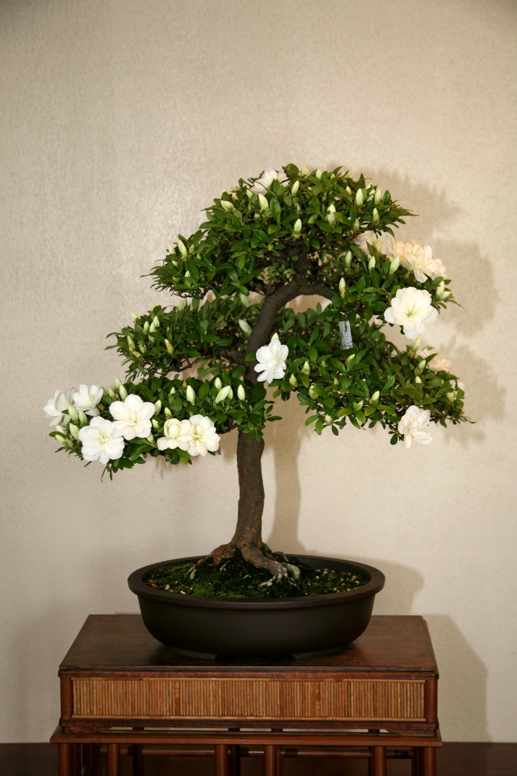 Satsuki Azalea 'Hakusen-no-mai' Bonsai